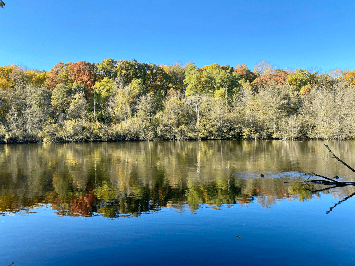 Trees reflecting in lake