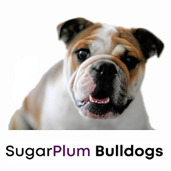 Sugarplum Bulldogs