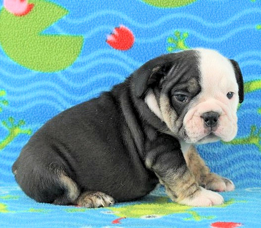 Puppies - Newbies | Sugarplum Bulldogs the smaller English Bulldog Puppies