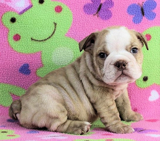 Puppies - Newbies | Sugarplum Bulldogs the smaller English Bulldog Puppies