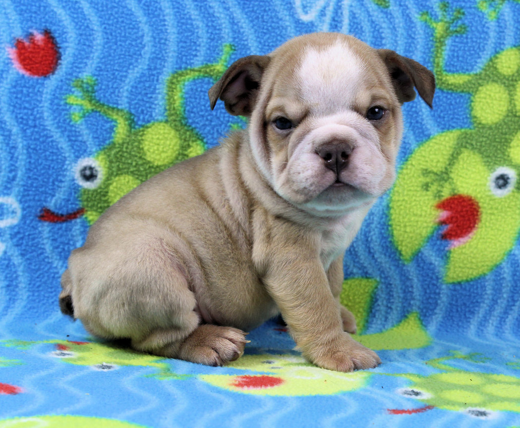 Puppies - Newbies | Sugarplum Bulldogs the smaller English Bulldog Puppies