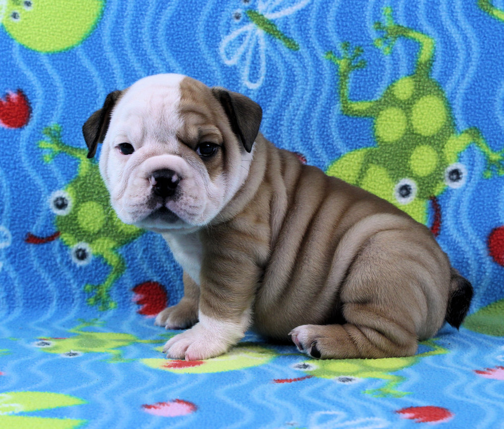 Puppies - Newbies | Sugarplum Bulldogs the smaller English Bulldog Puppies