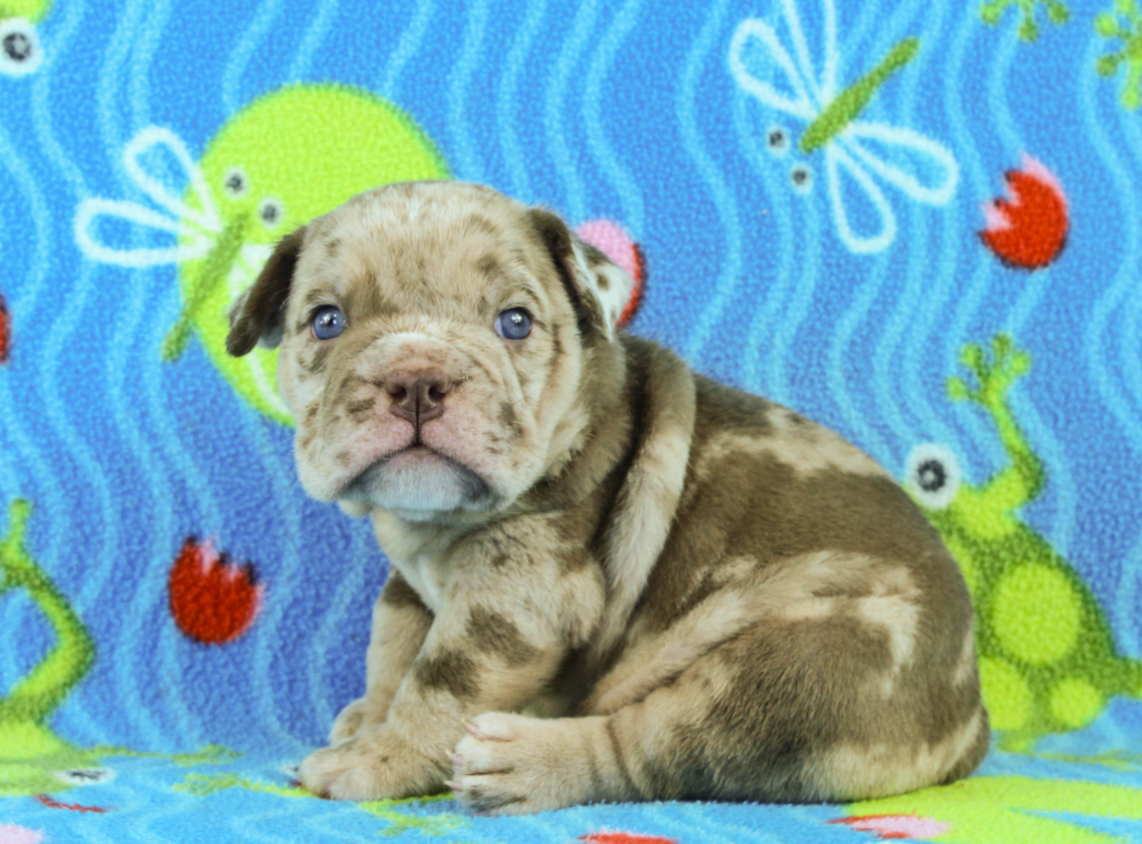 Home of the Smaller AKC English Bulldog Puppies - Newbies