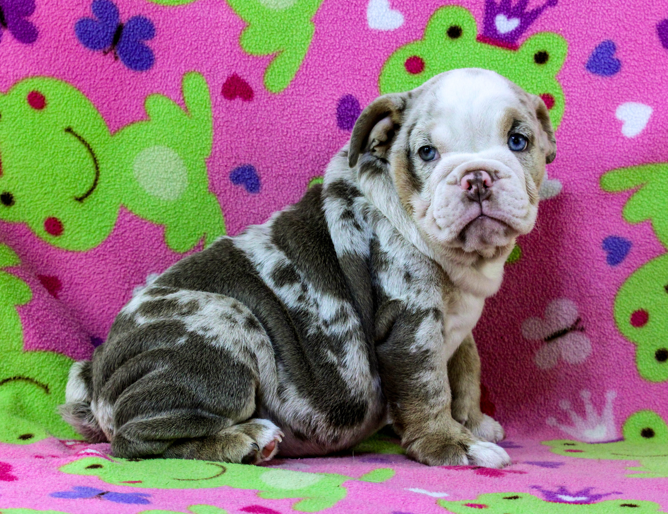 Home of the Smaller AKC English Bulldog Puppies - Newbies