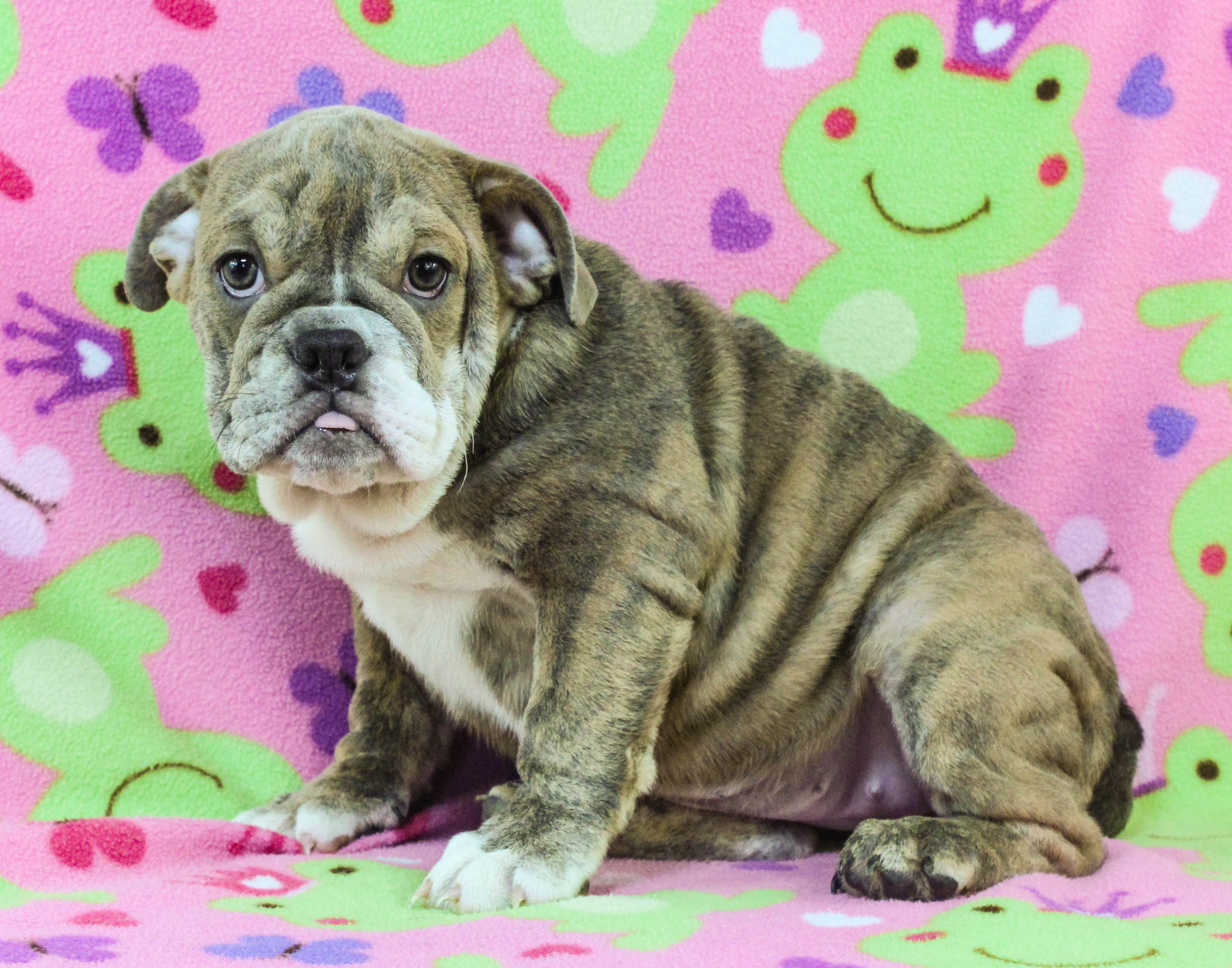 Home of the Smaller AKC English Bulldog Puppies - Newbies