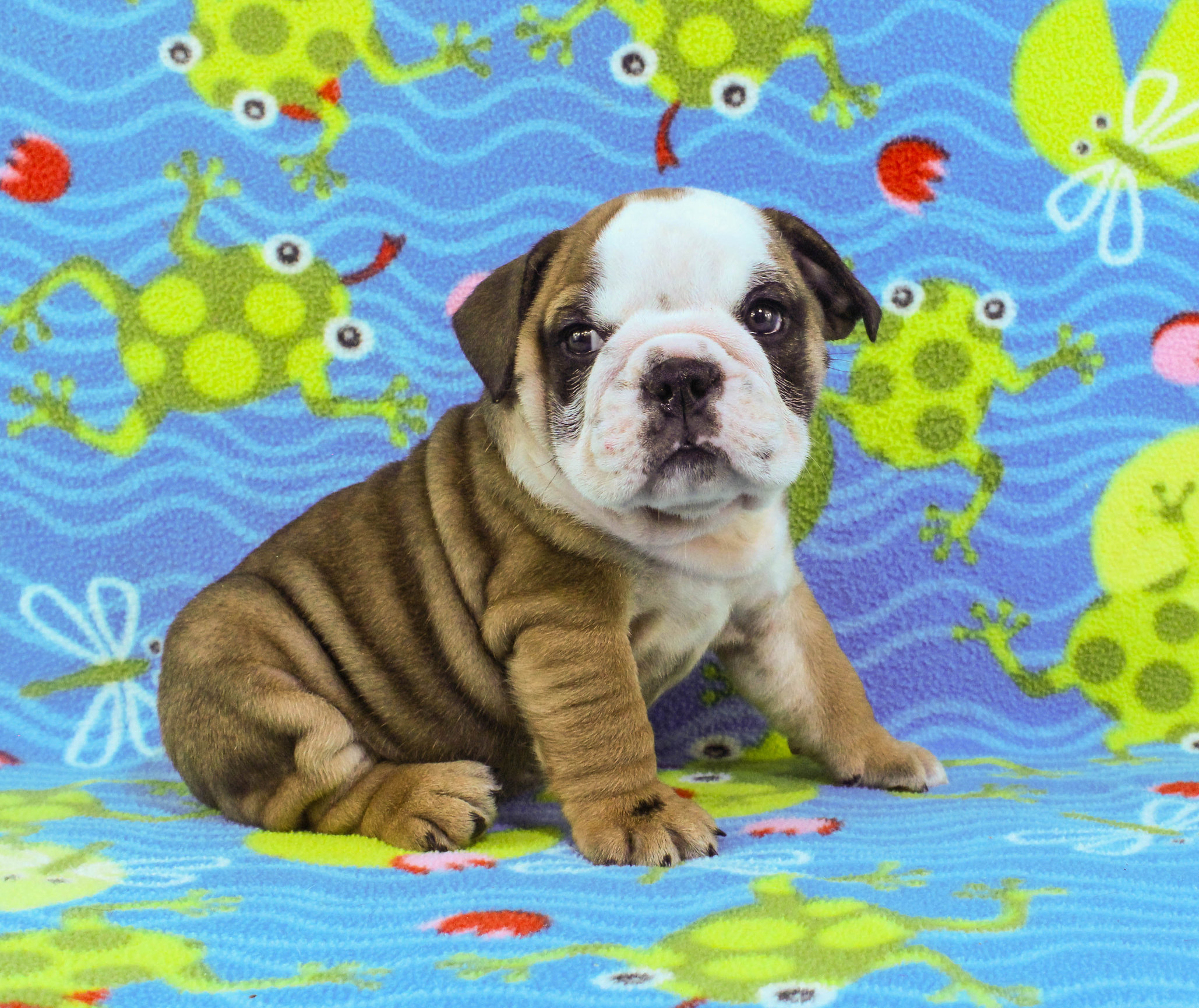 Home of the Smaller AKC English Bulldog Puppies - Newbies