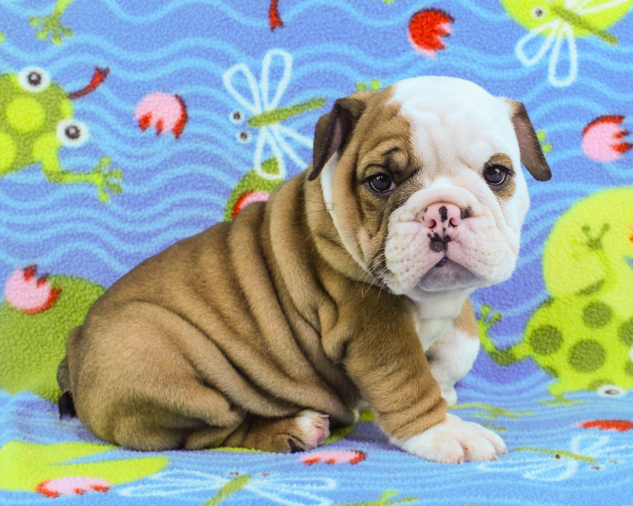 Home of the Smaller AKC English Bulldog Puppies - Newbies