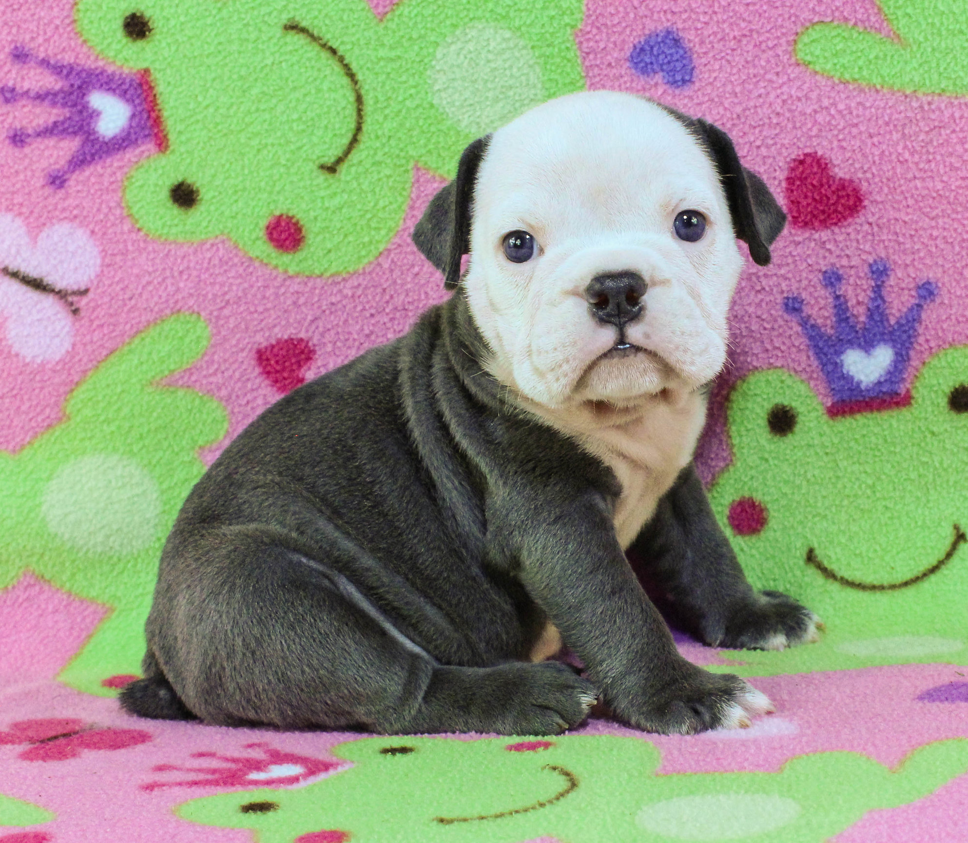 Home of the Smaller AKC English Bulldog Puppies - Newbies