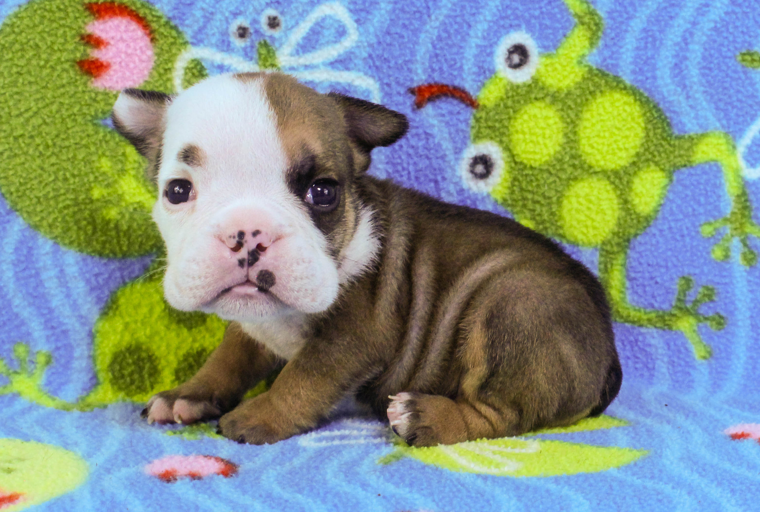 Home of the Smaller AKC English Bulldog Puppies - Newbies