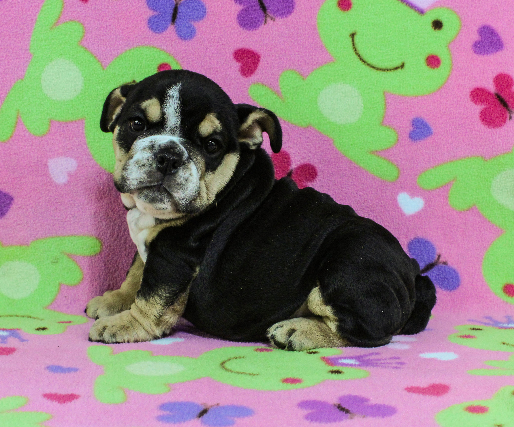 Home of the Smaller AKC English Bulldog Puppies - Newbies