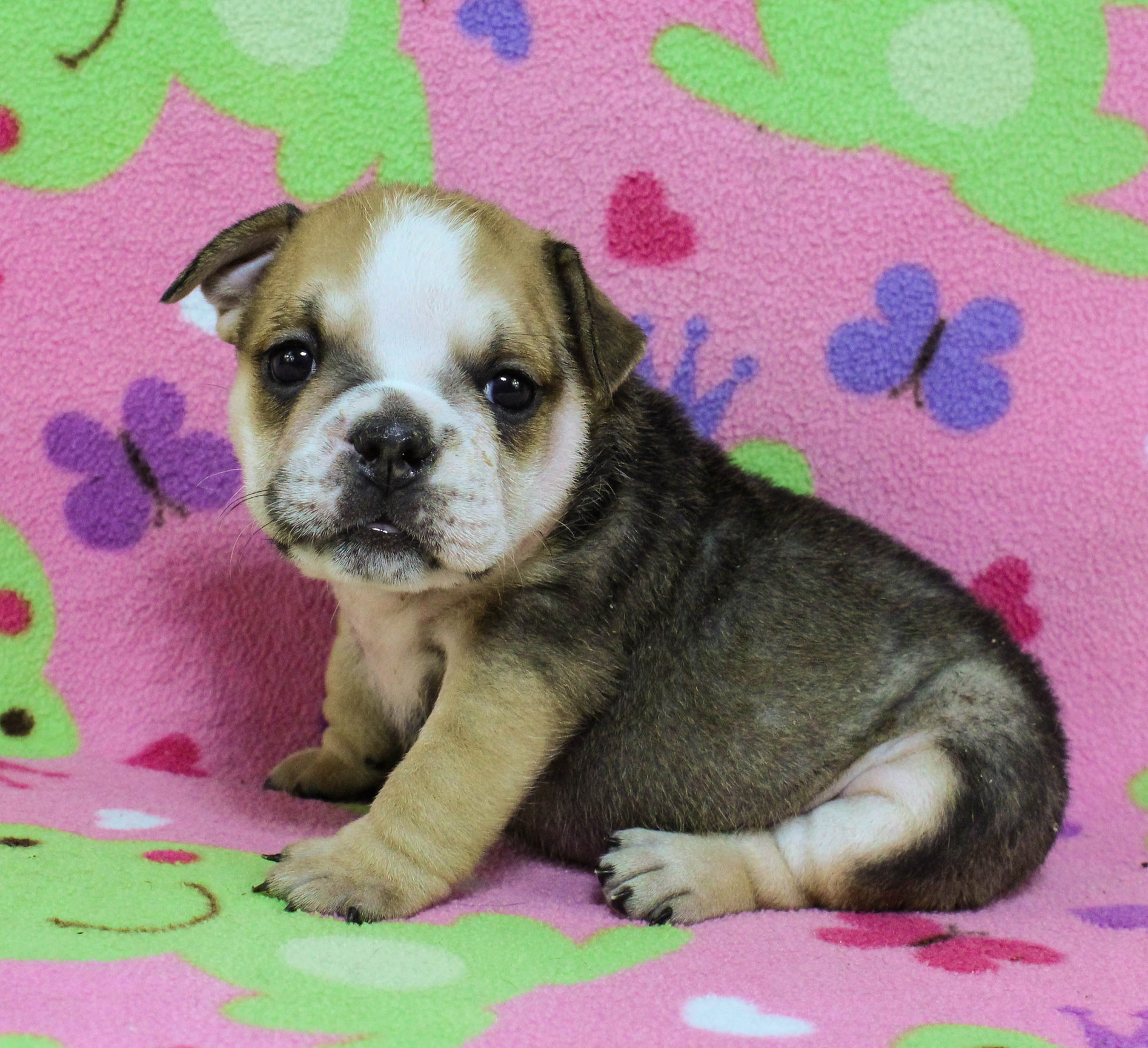 Home of the Smaller AKC English Bulldog Puppies - Newbies