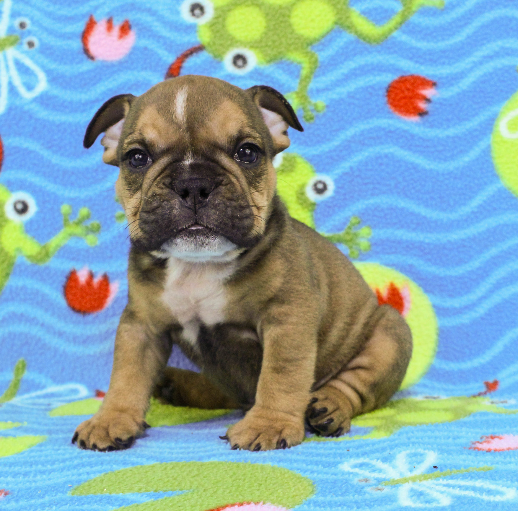 Home of the Smaller AKC English Bulldog Puppies - Newbies