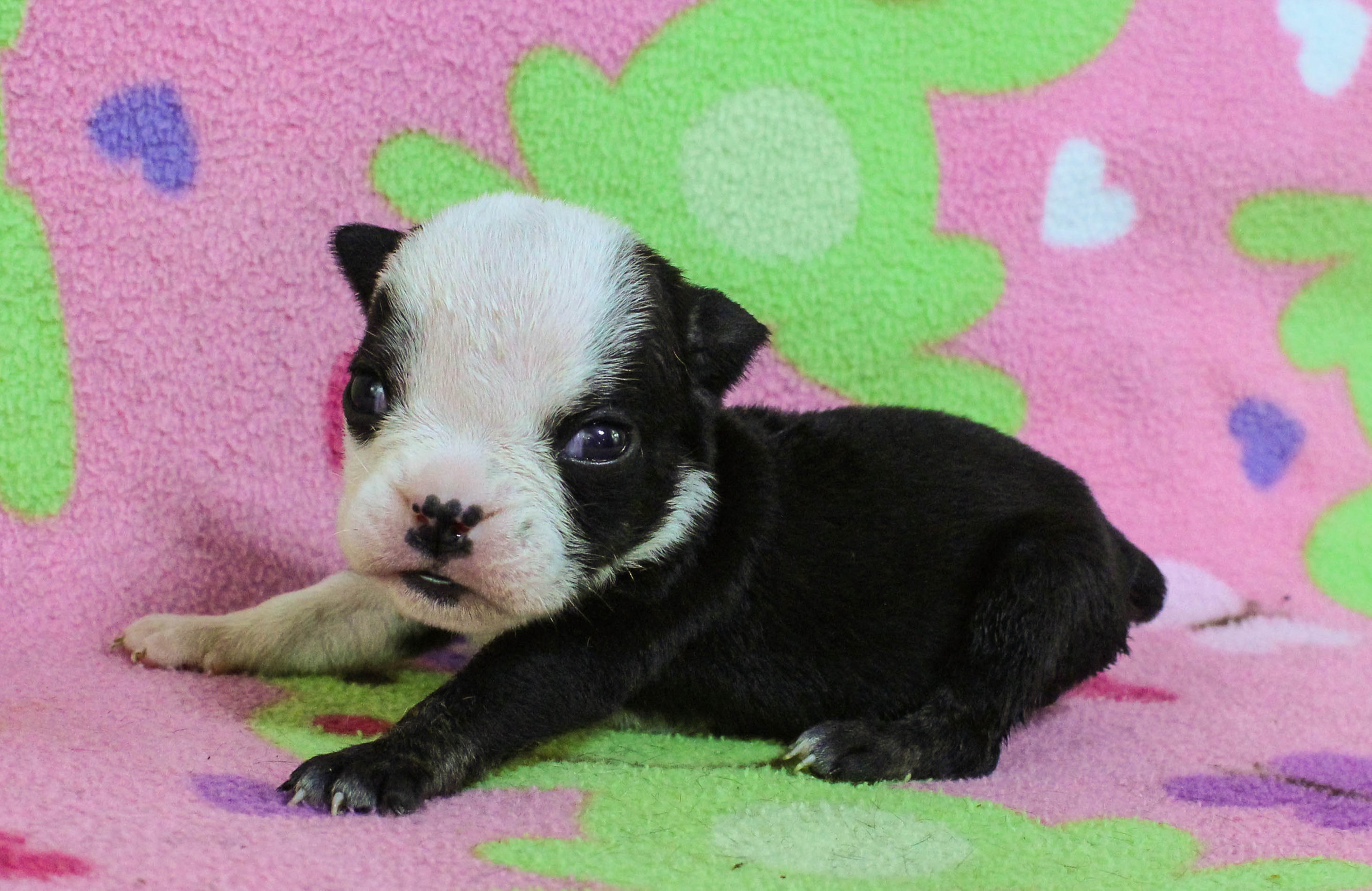 Home of the Smaller AKC English Bulldog Puppies - Newbies