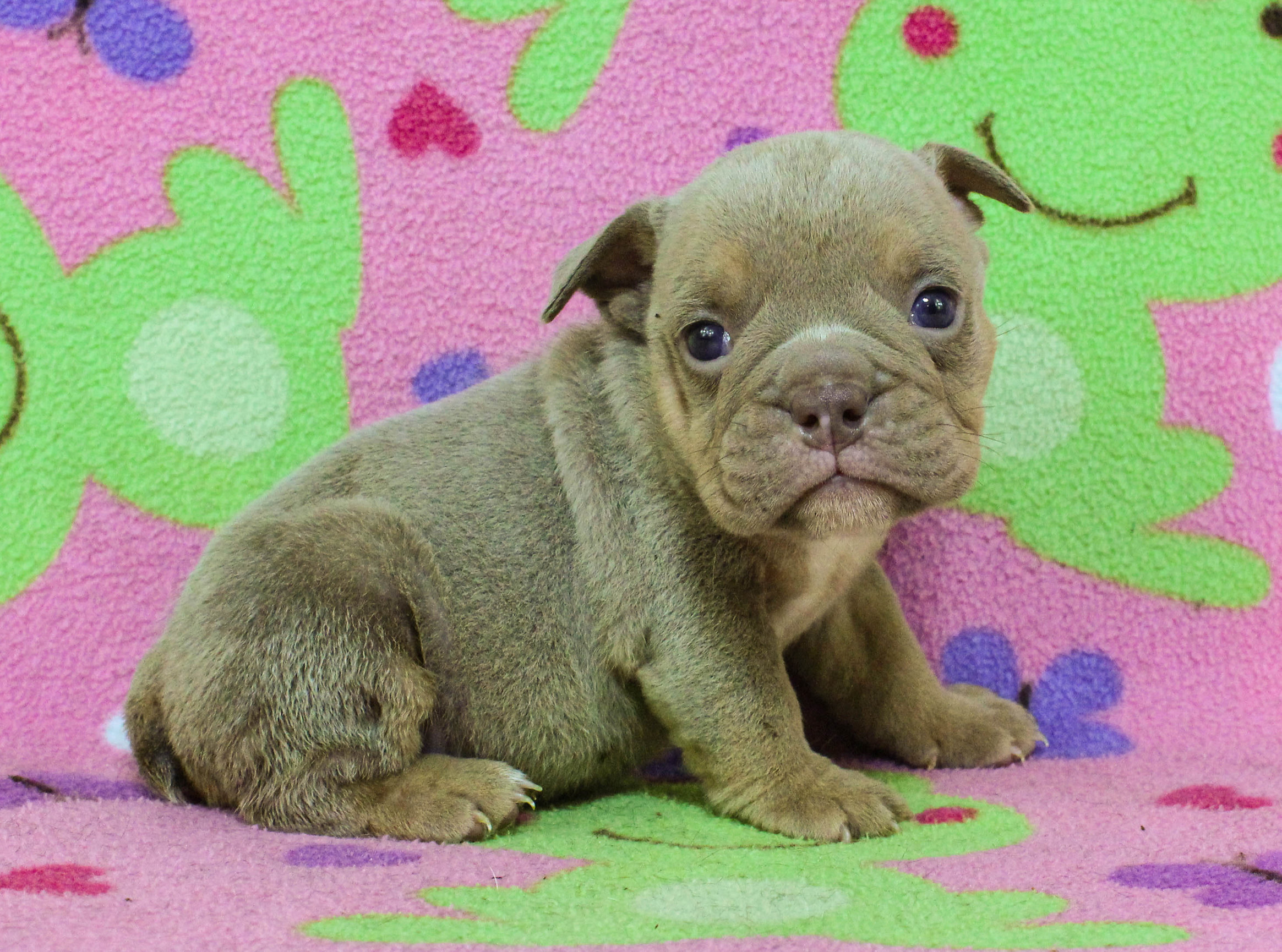 Home of the Smaller AKC English Bulldog Puppies - Newbies