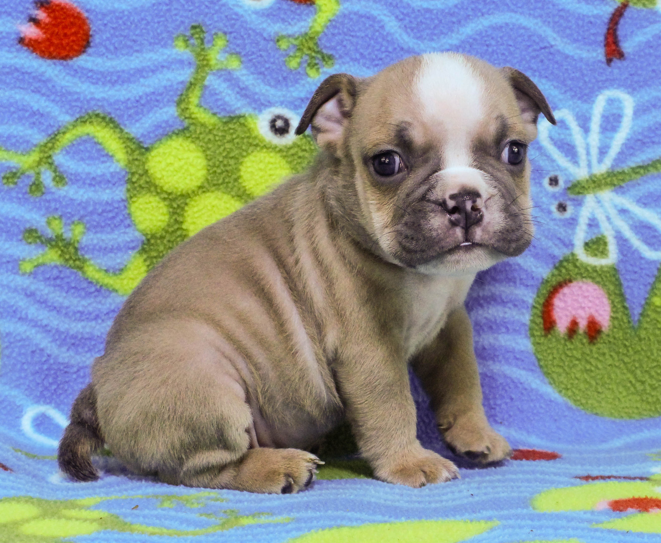 Home of the Smaller AKC English Bulldog Puppies - Newbies