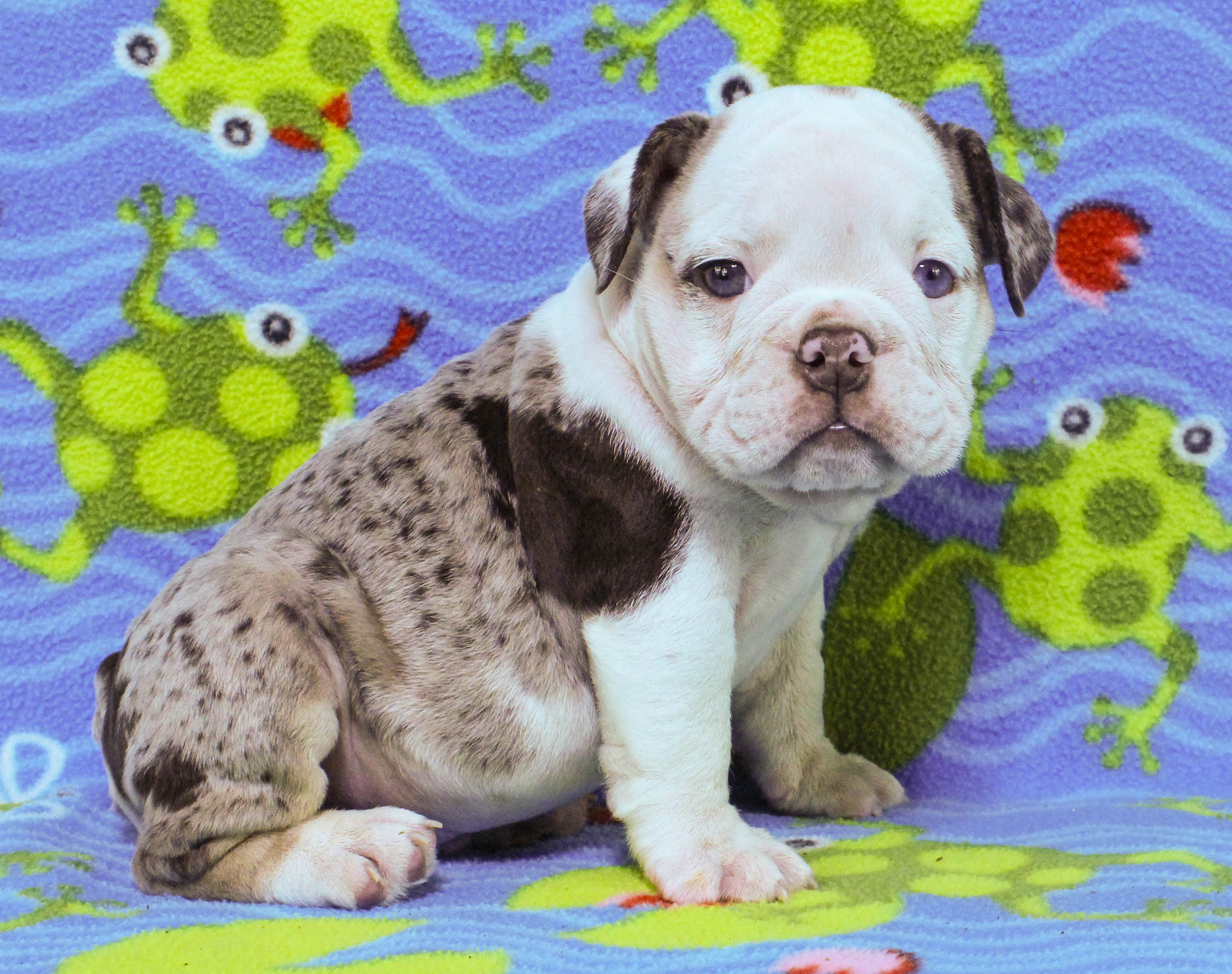 Home of the Smaller AKC English Bulldog Puppies - Newbies