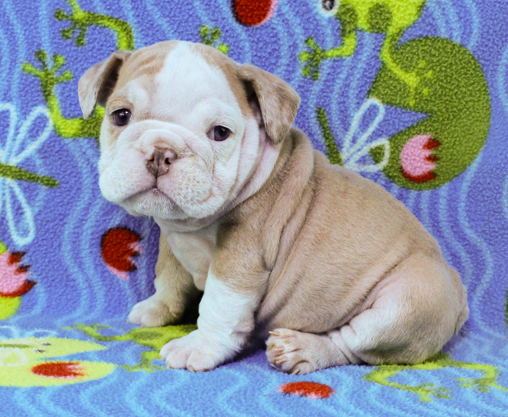 Home of the Smaller AKC English Bulldog Puppies - Newbies