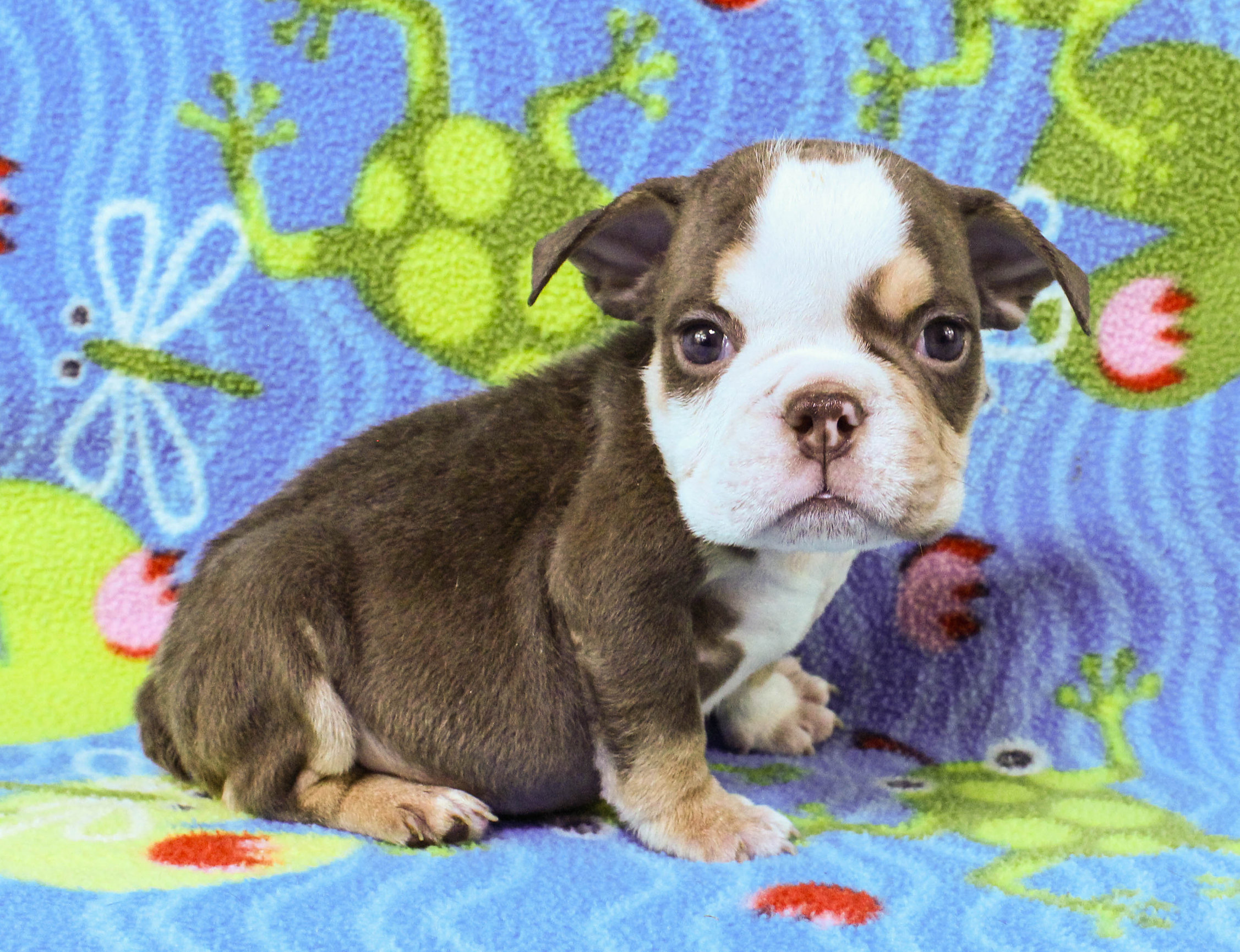 Home of the Smaller AKC English Bulldog Puppies - Newbies