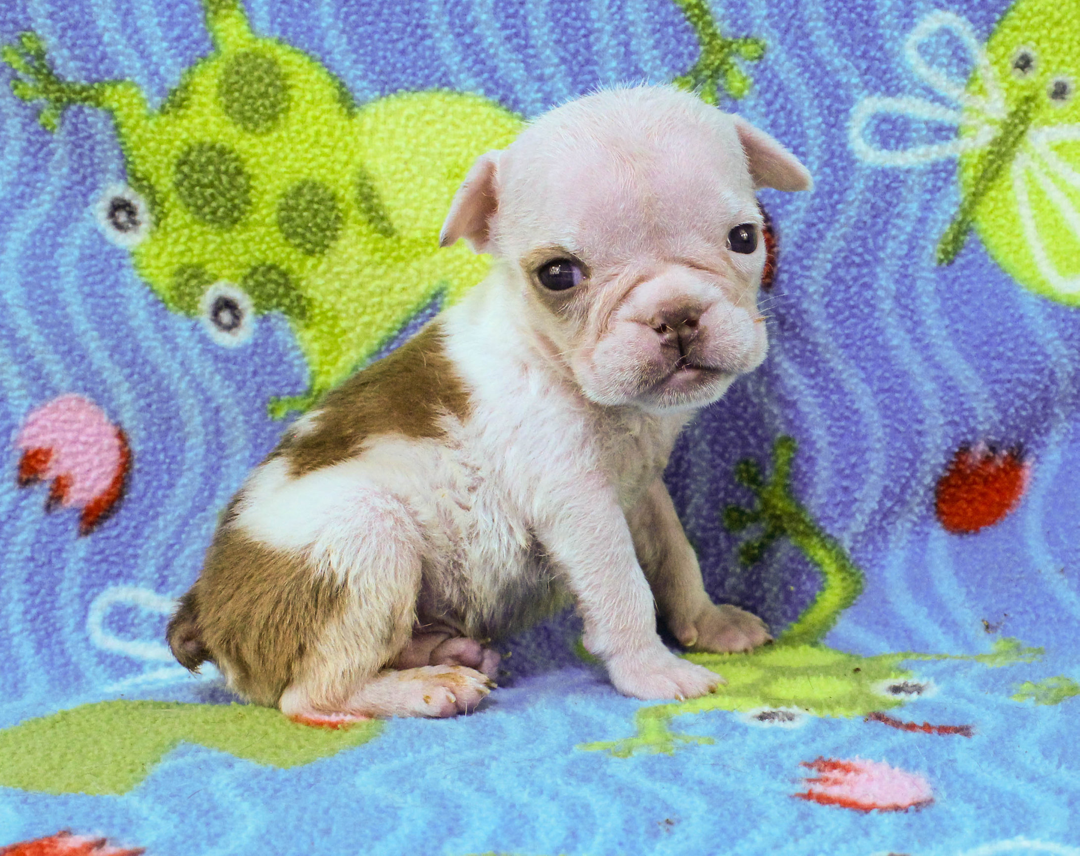 Home of the Smaller AKC English Bulldog Puppies - Newbies