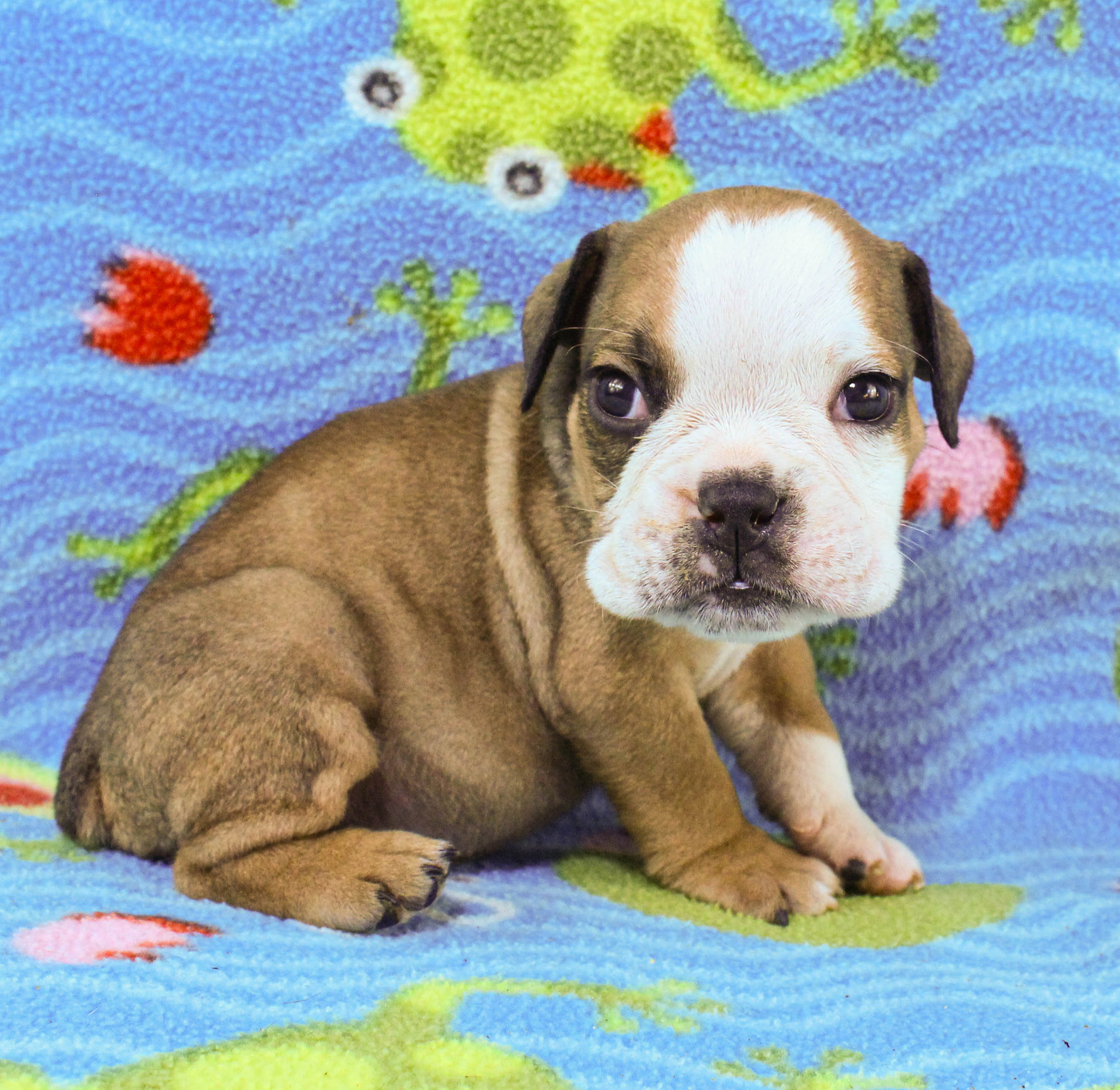 Home of the Smaller AKC English Bulldog Puppies - Newbies