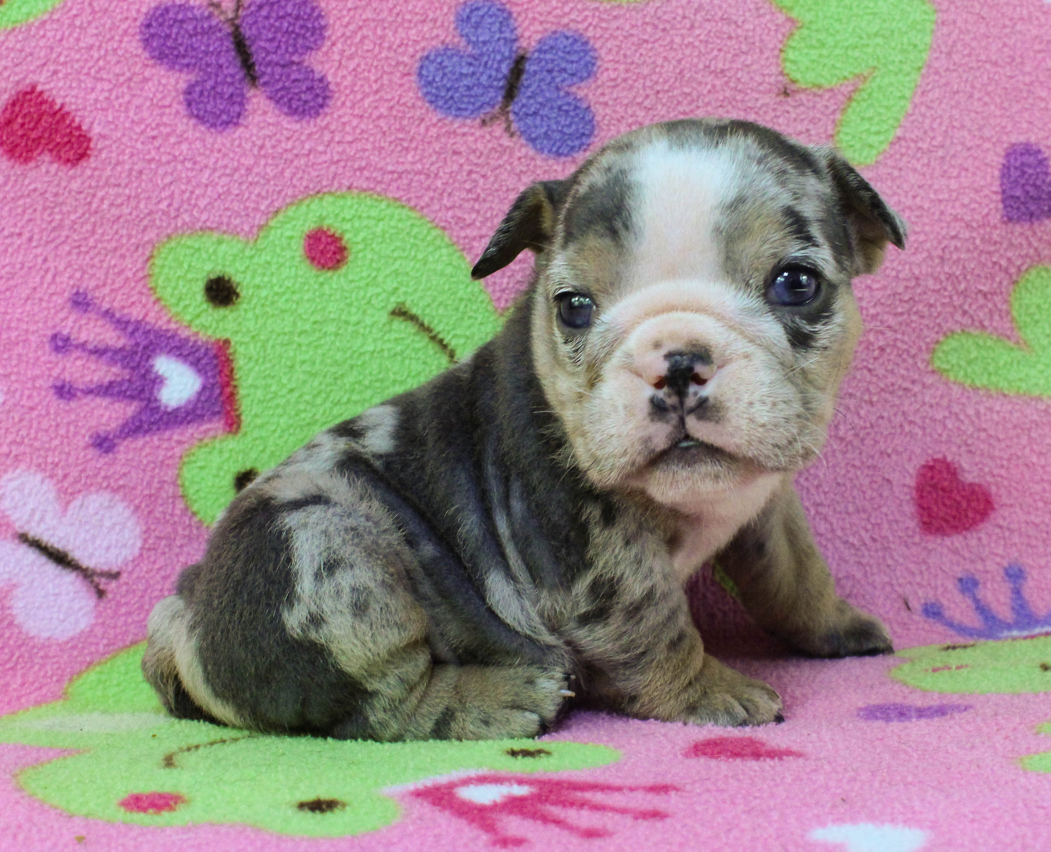 Home of the Smaller AKC English Bulldog Puppies - Newbies