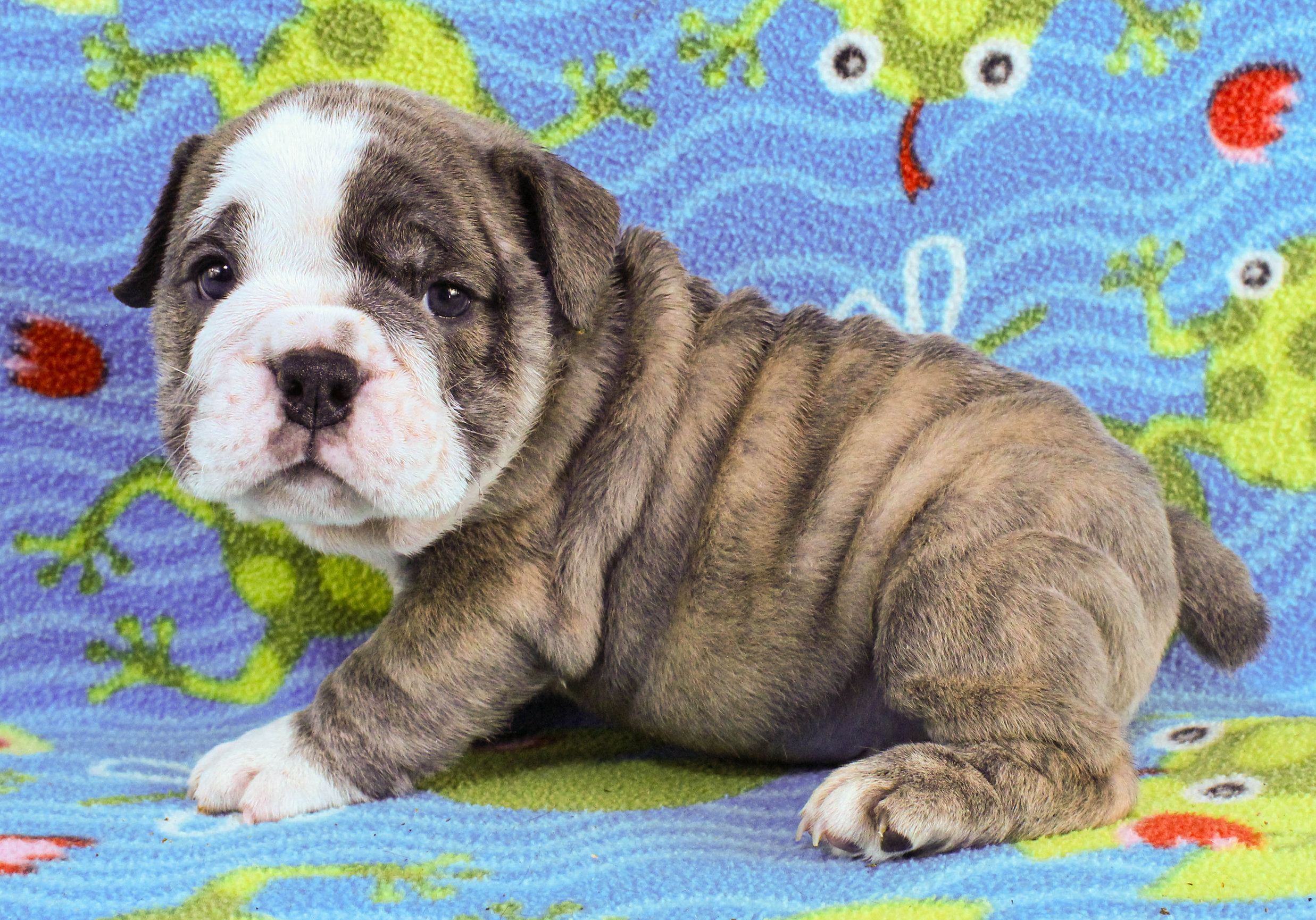 Home of the Smaller AKC English Bulldog Puppies - Newbies