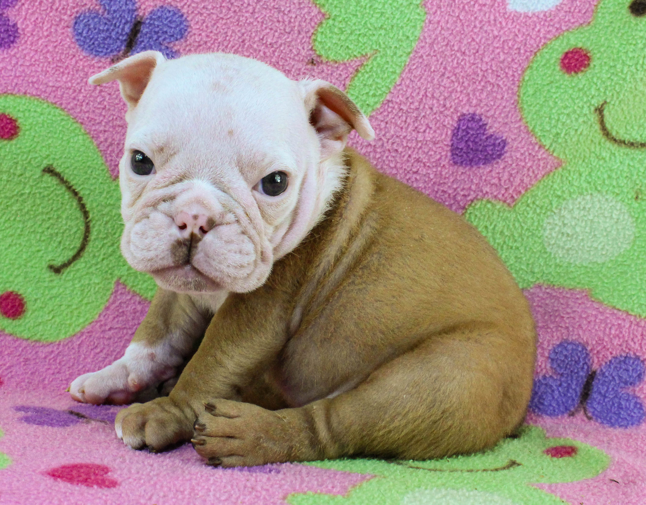 Home of the Smaller AKC English Bulldog Puppies - Newbies