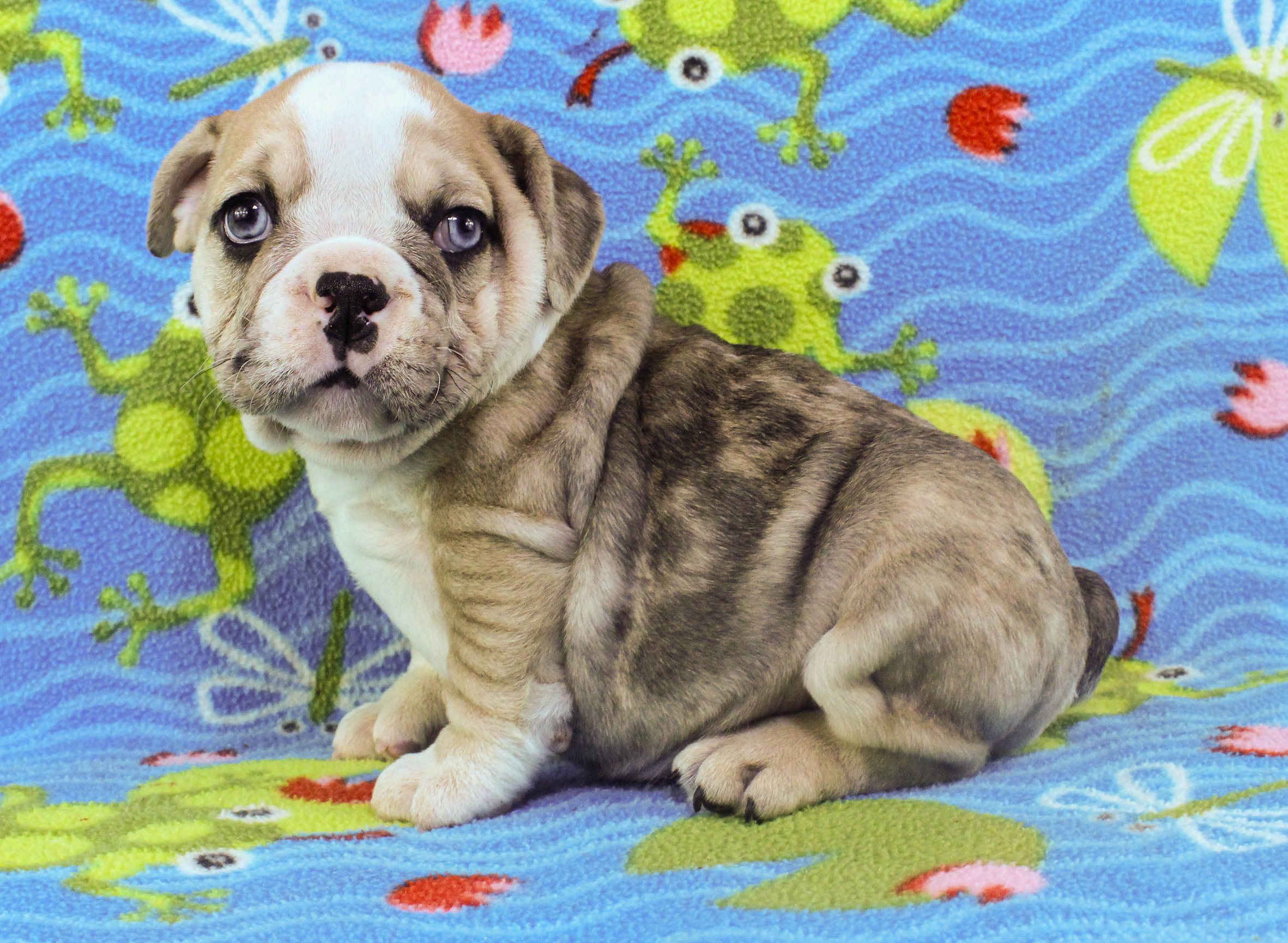 Home of the Smaller AKC English Bulldog Puppies - Newbies