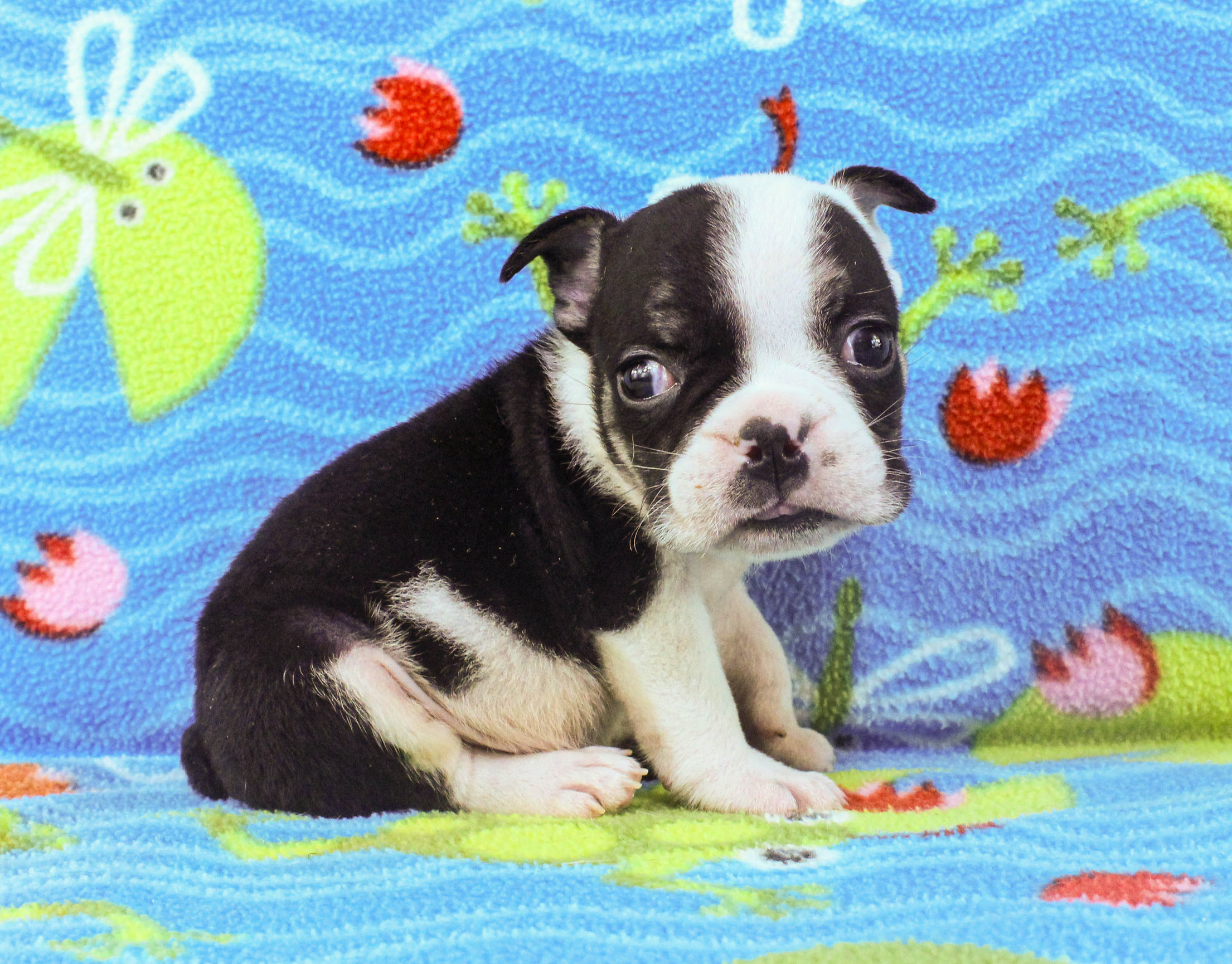 Home of the Smaller AKC English Bulldog Puppies - Newbies