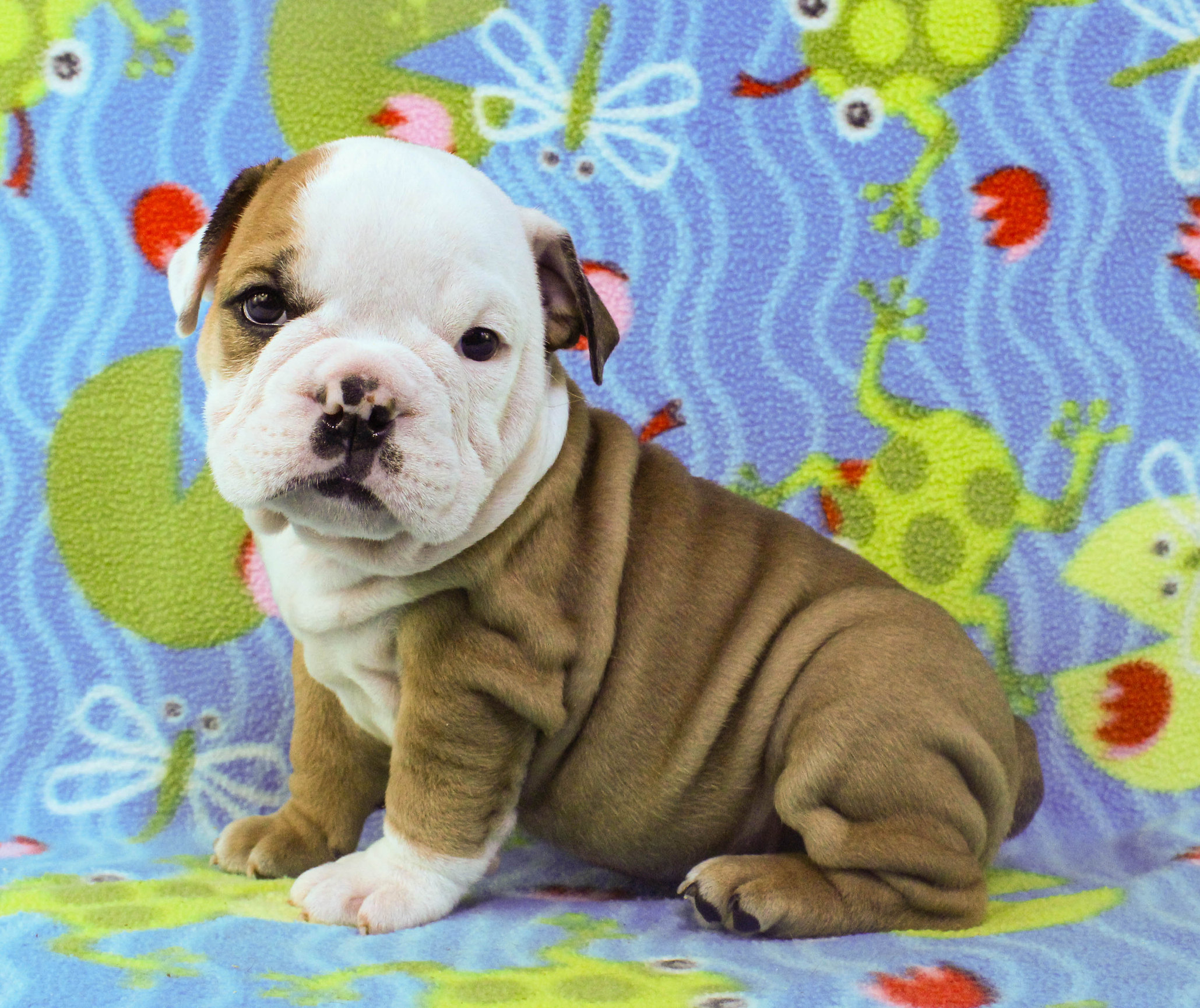 Home of the Smaller AKC English Bulldog Puppies - Newbies