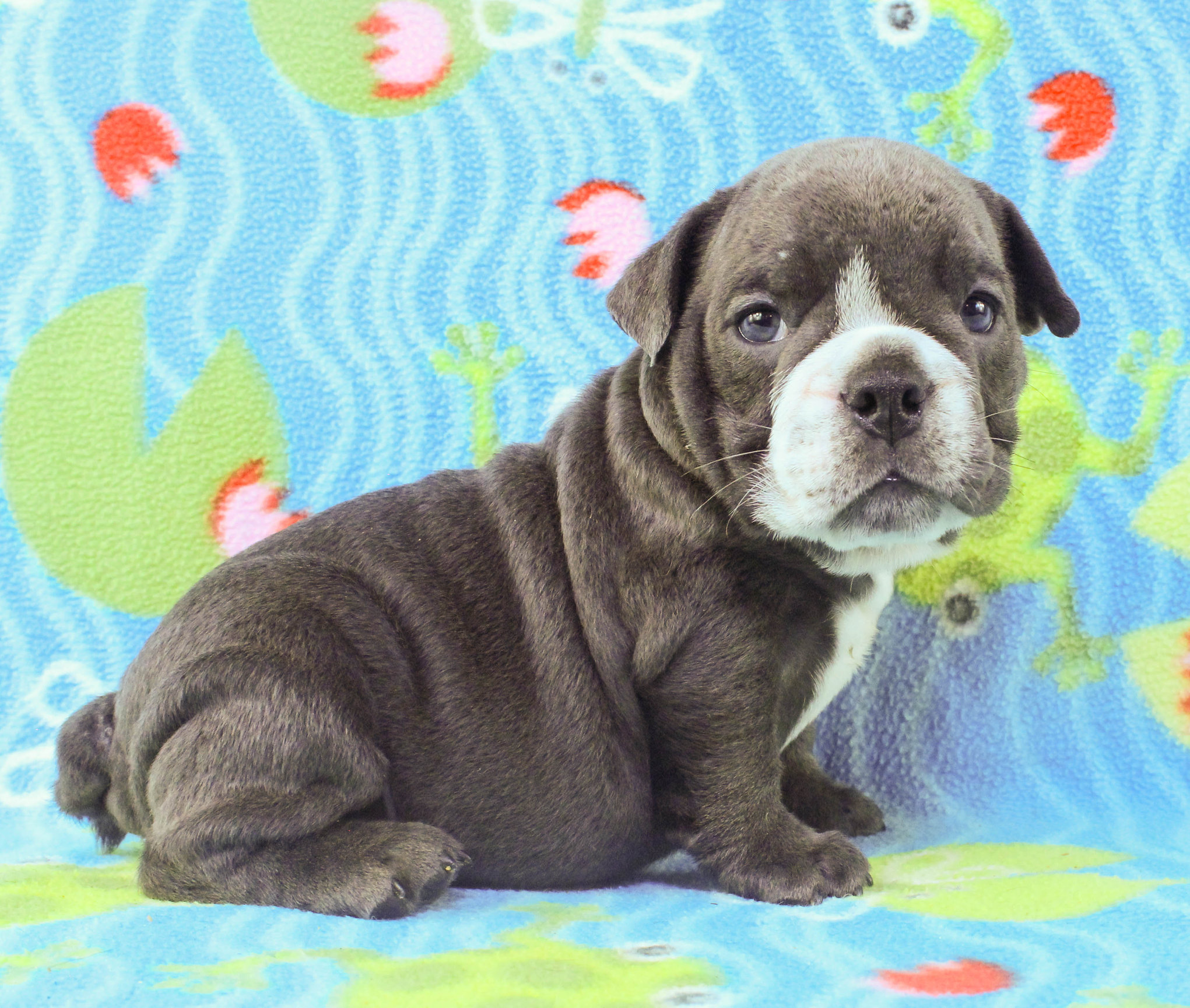 Home of the Smaller AKC English Bulldog Puppies - Newbies