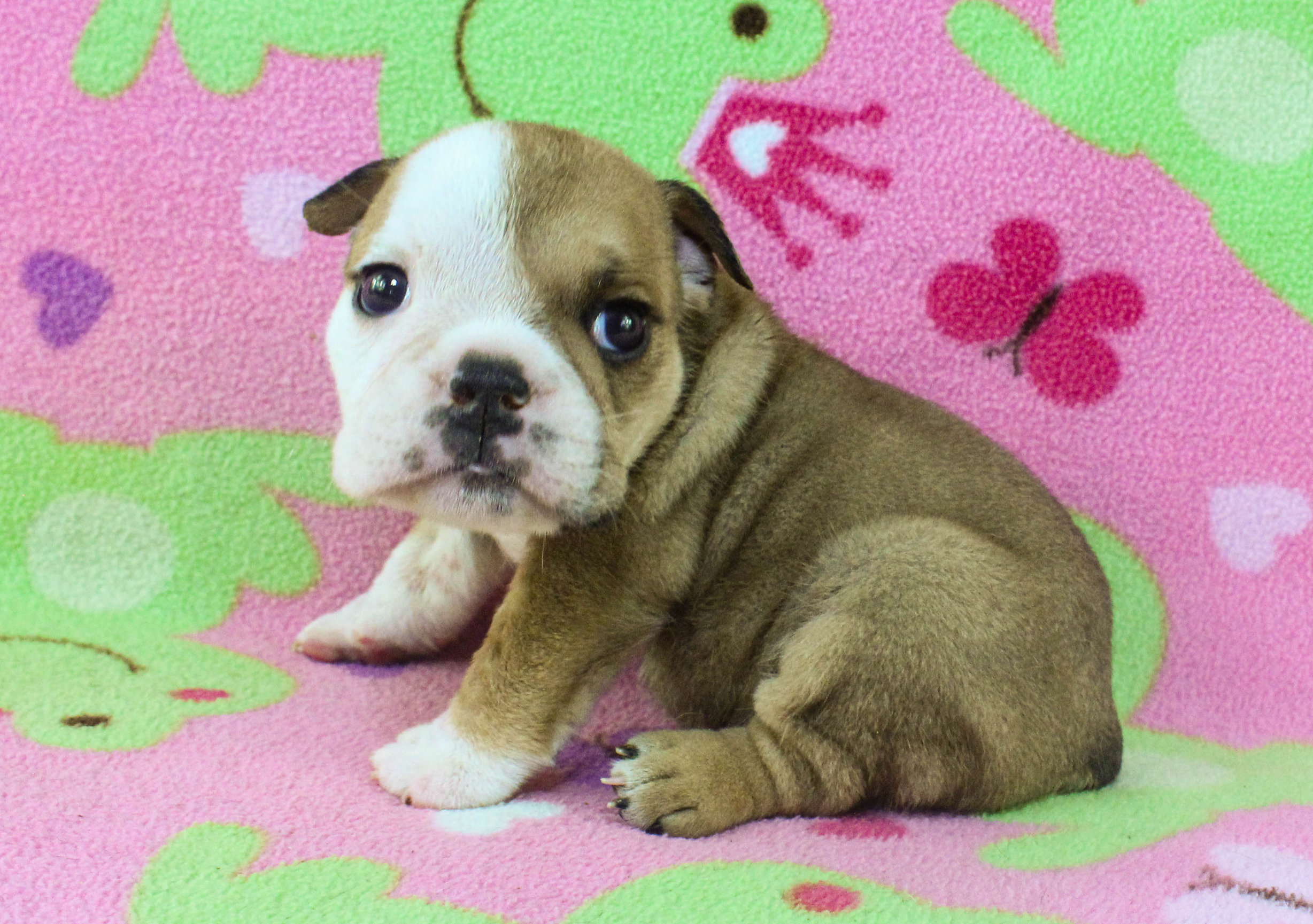 Home of the Smaller AKC English Bulldog Puppies - Newbies