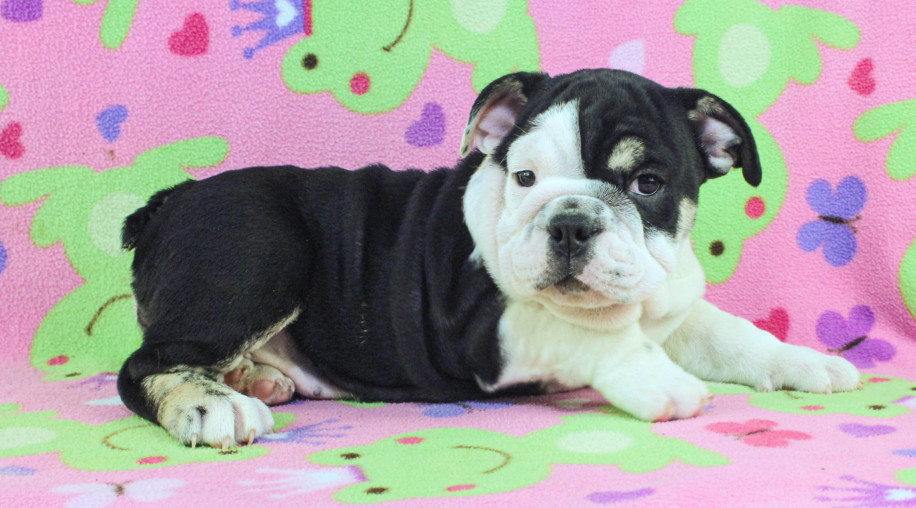 Home of the Smaller AKC English Bulldog Puppies - Newbies