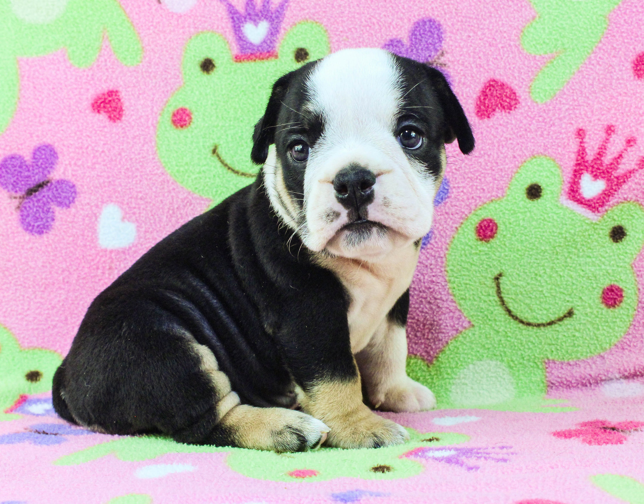 Home of the Smaller AKC English Bulldog Puppies - Newbies