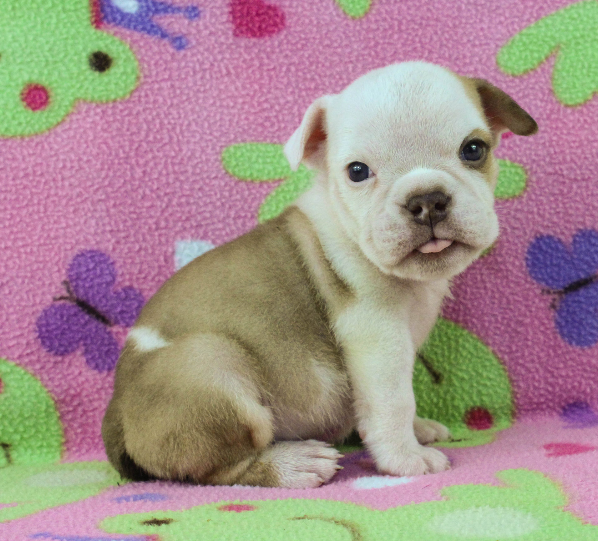 Home of the Smaller AKC English Bulldog Puppies - Newbies