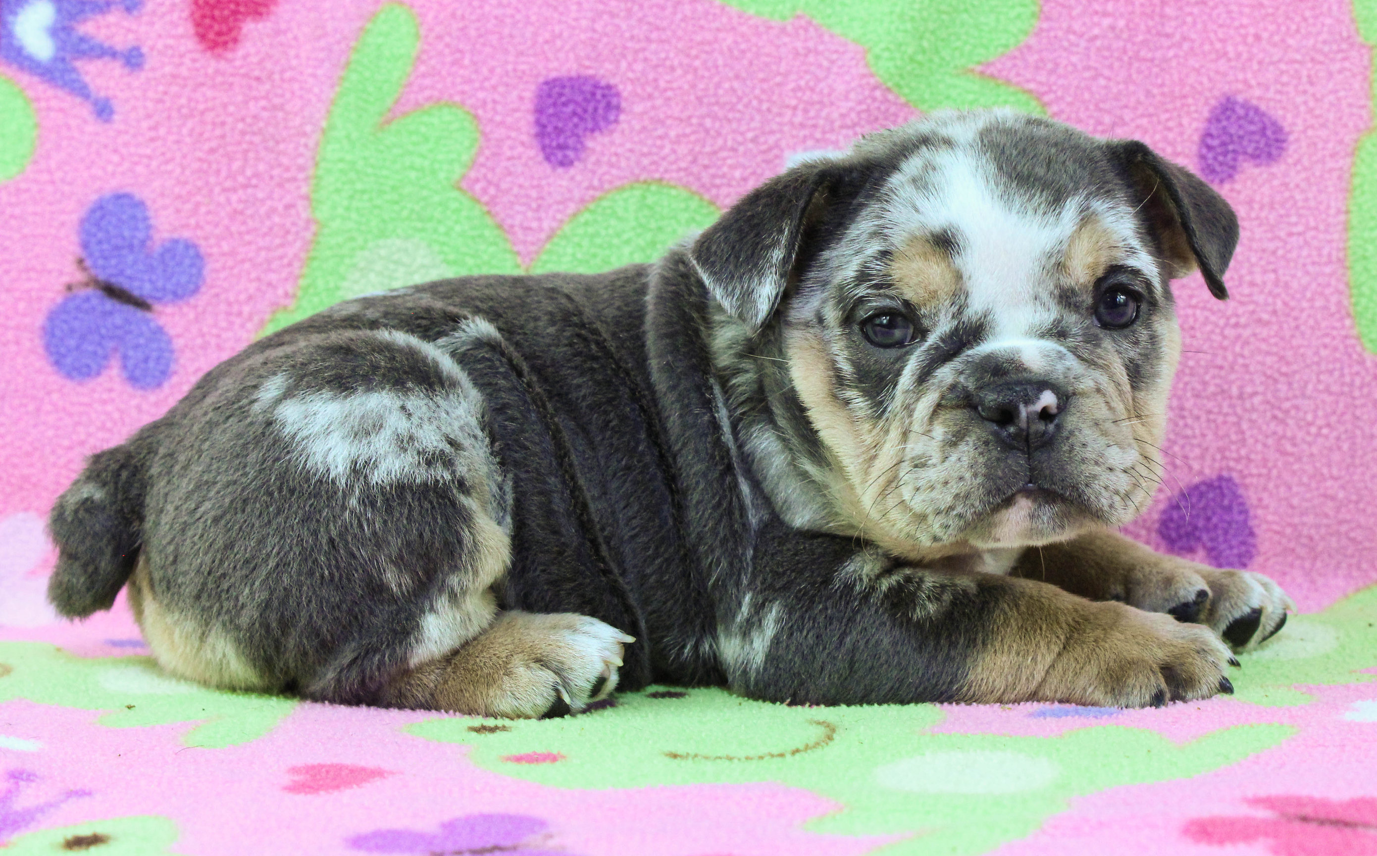 Home of the Smaller AKC English Bulldog Puppies - Newbies