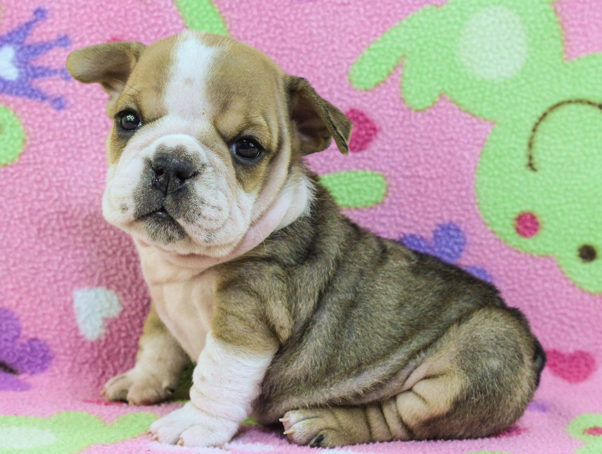 Home of the Smaller AKC English Bulldog Puppies - Newbies