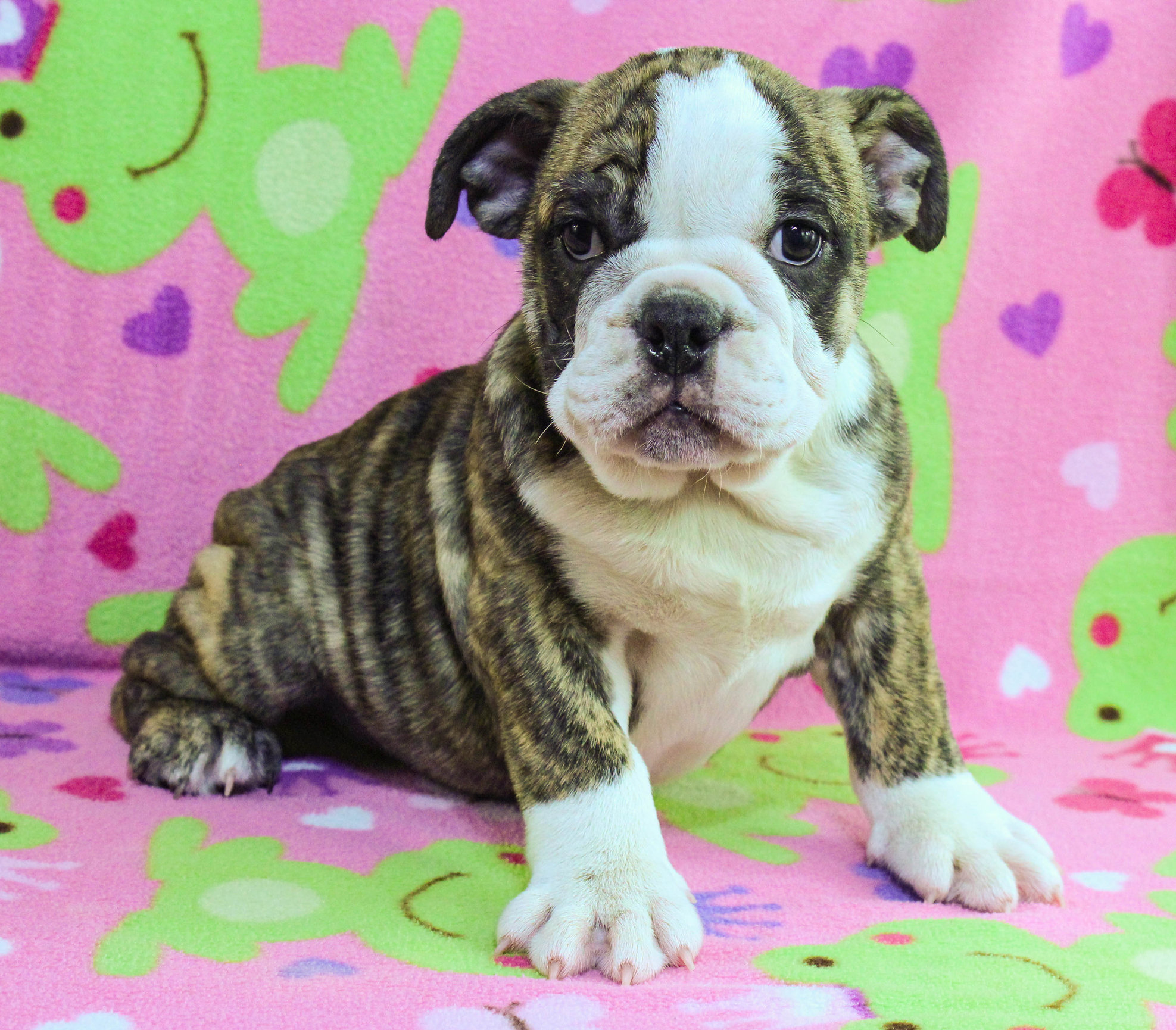 Home of the Smaller AKC English Bulldog Puppies - Newbies