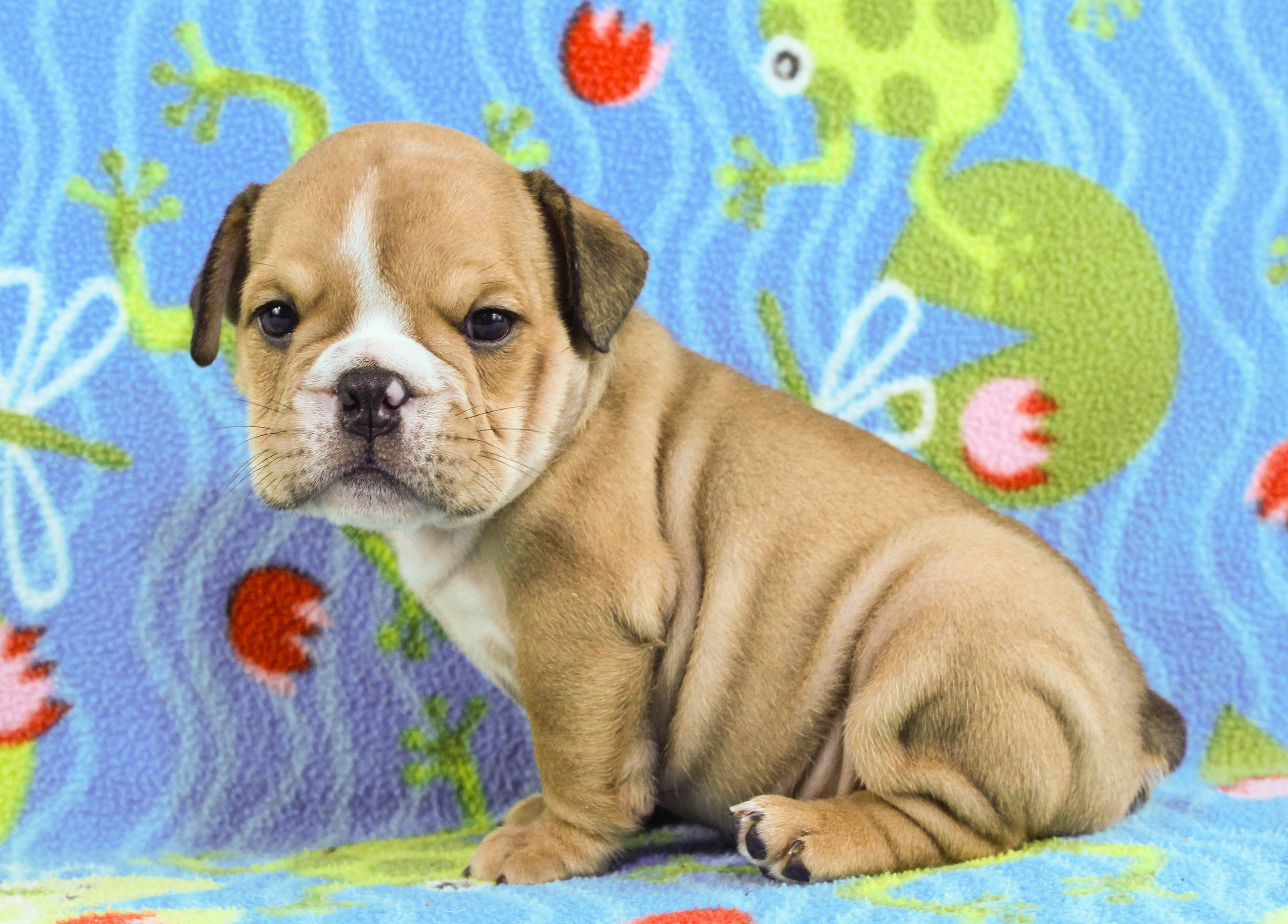 Home of the Smaller AKC English Bulldog Puppies - Newbies