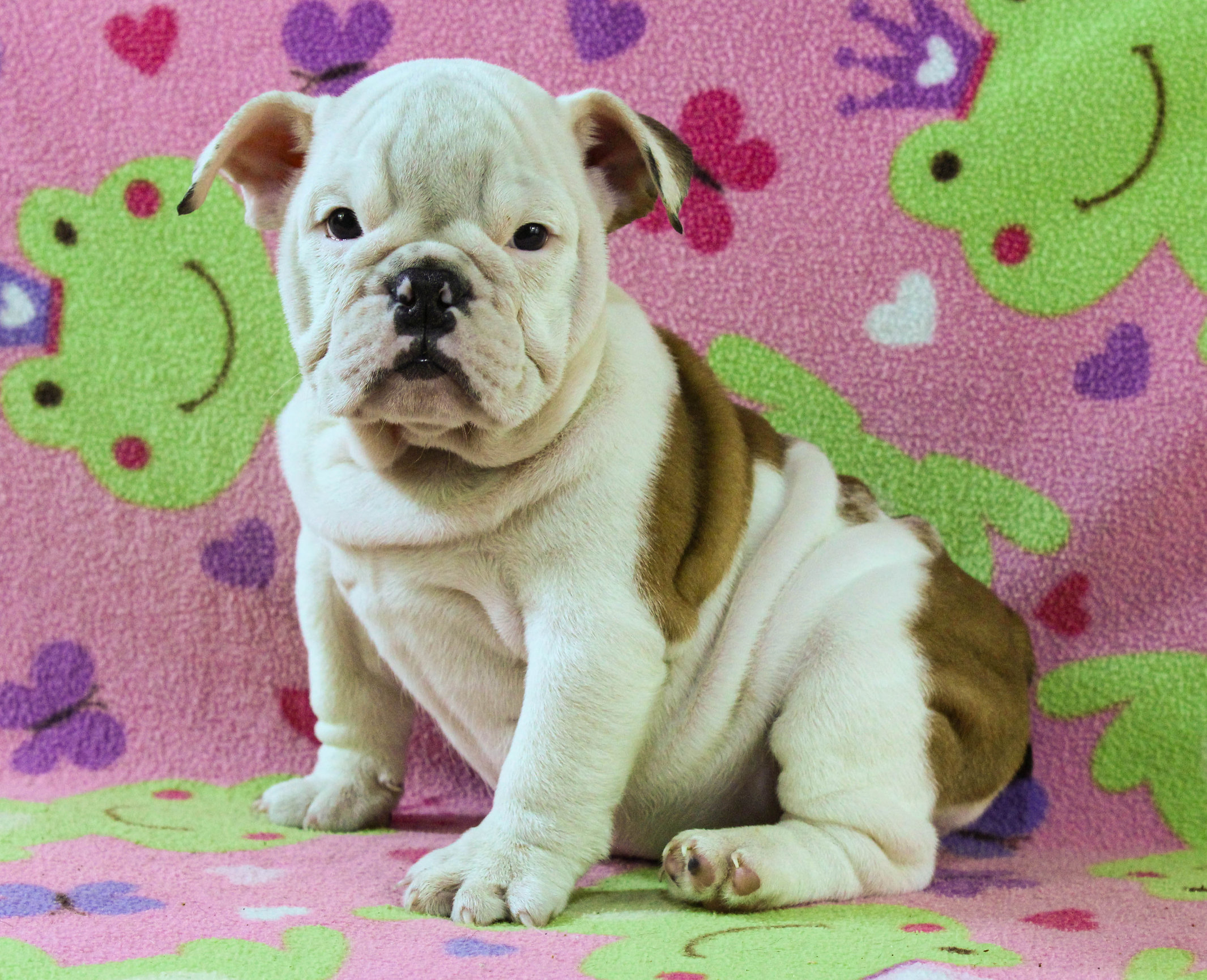 Home of the Smaller AKC English Bulldog Puppies - Newbies