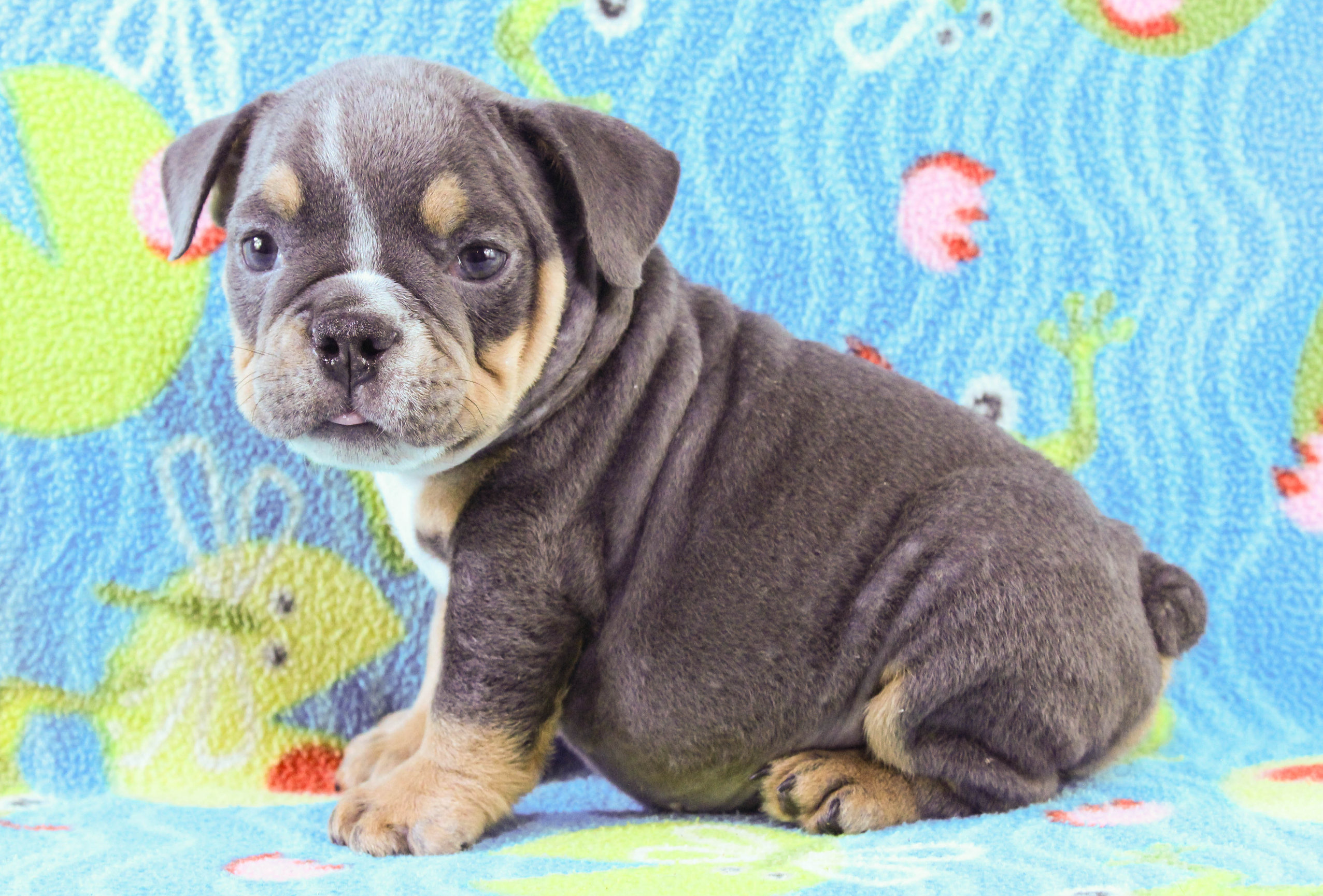 Home of the Smaller AKC English Bulldog Puppies - Newbies
