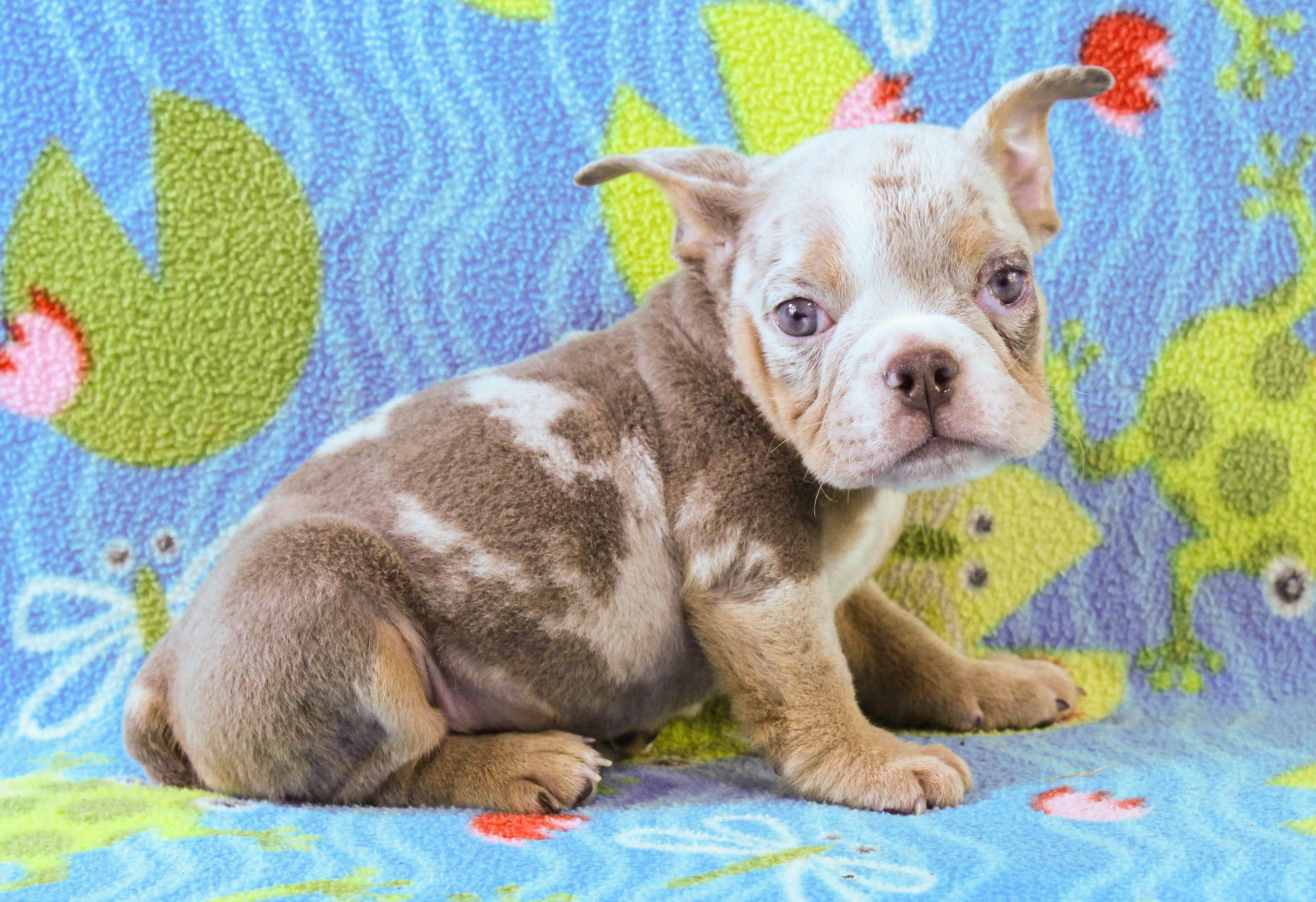 Home of the Smaller AKC English Bulldog Puppies - Newbies