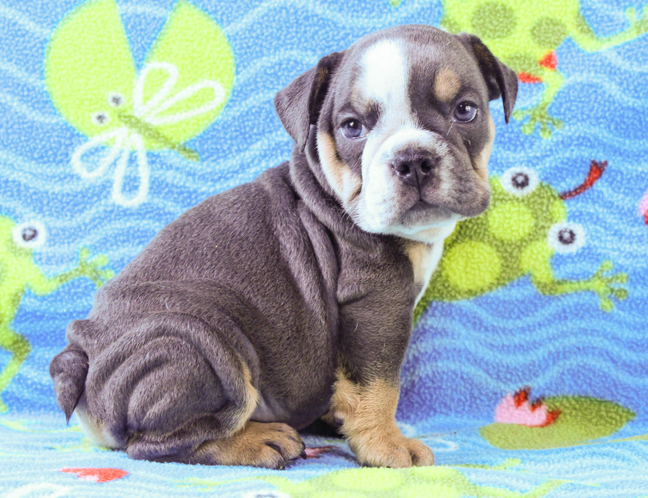 Home of the Smaller AKC English Bulldog Puppies - Newbies