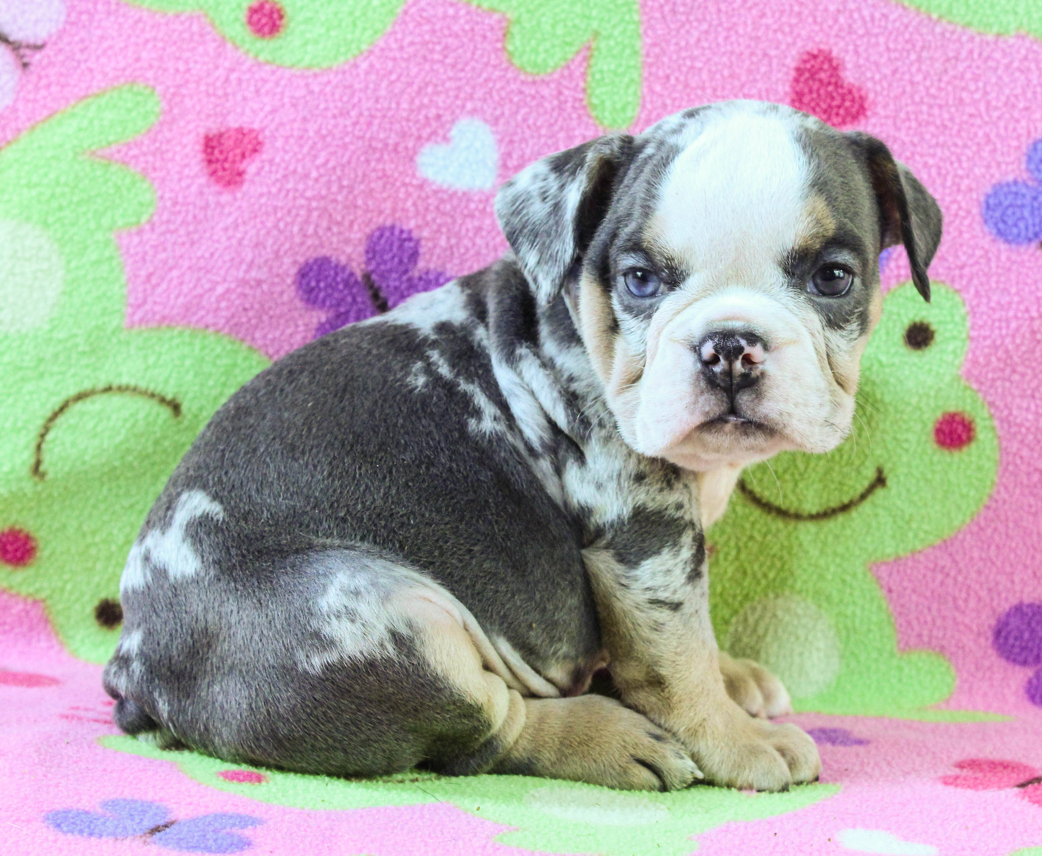 Home of the Smaller AKC English Bulldog Puppies - Newbies
