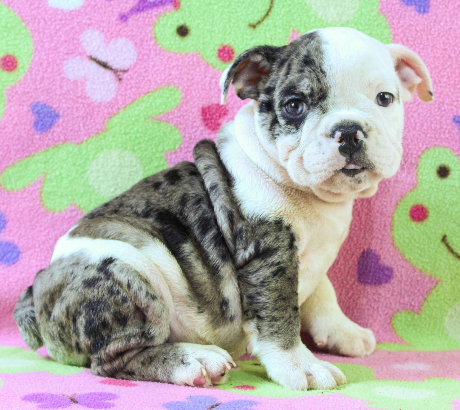 Home of the Smaller AKC English Bulldog Puppies - Newbies