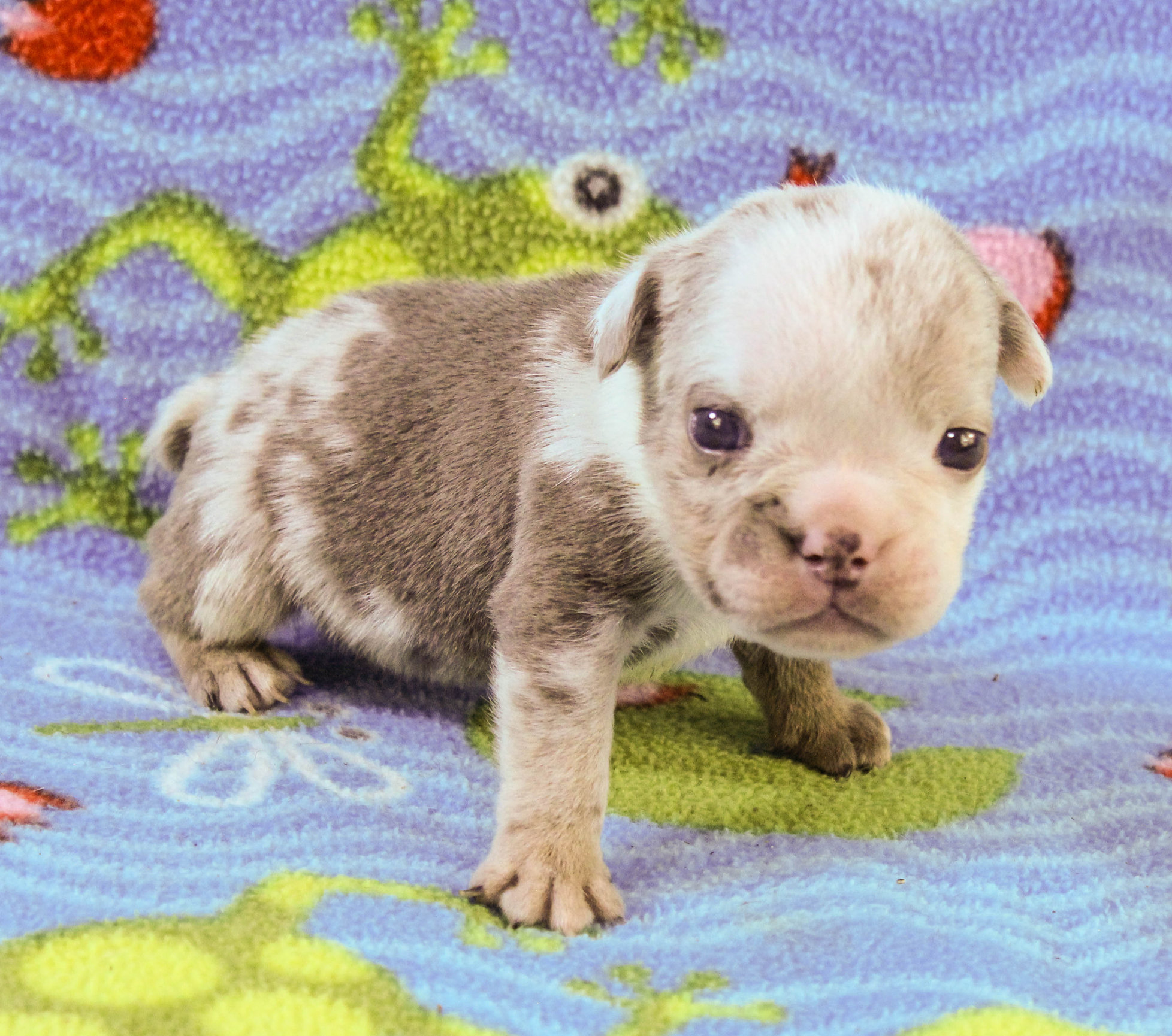 Home of the Smaller AKC English Bulldog Puppies - Newbies