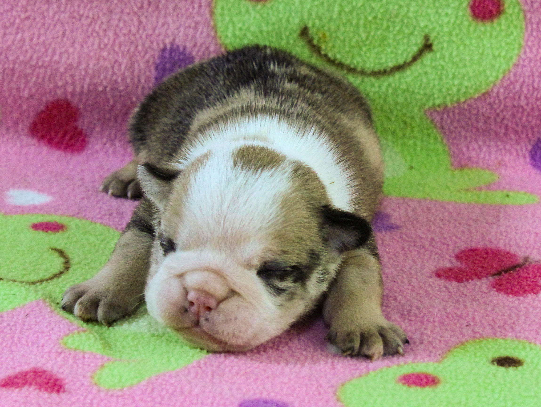 Home of the Smaller AKC English Bulldog Puppies - Newbies