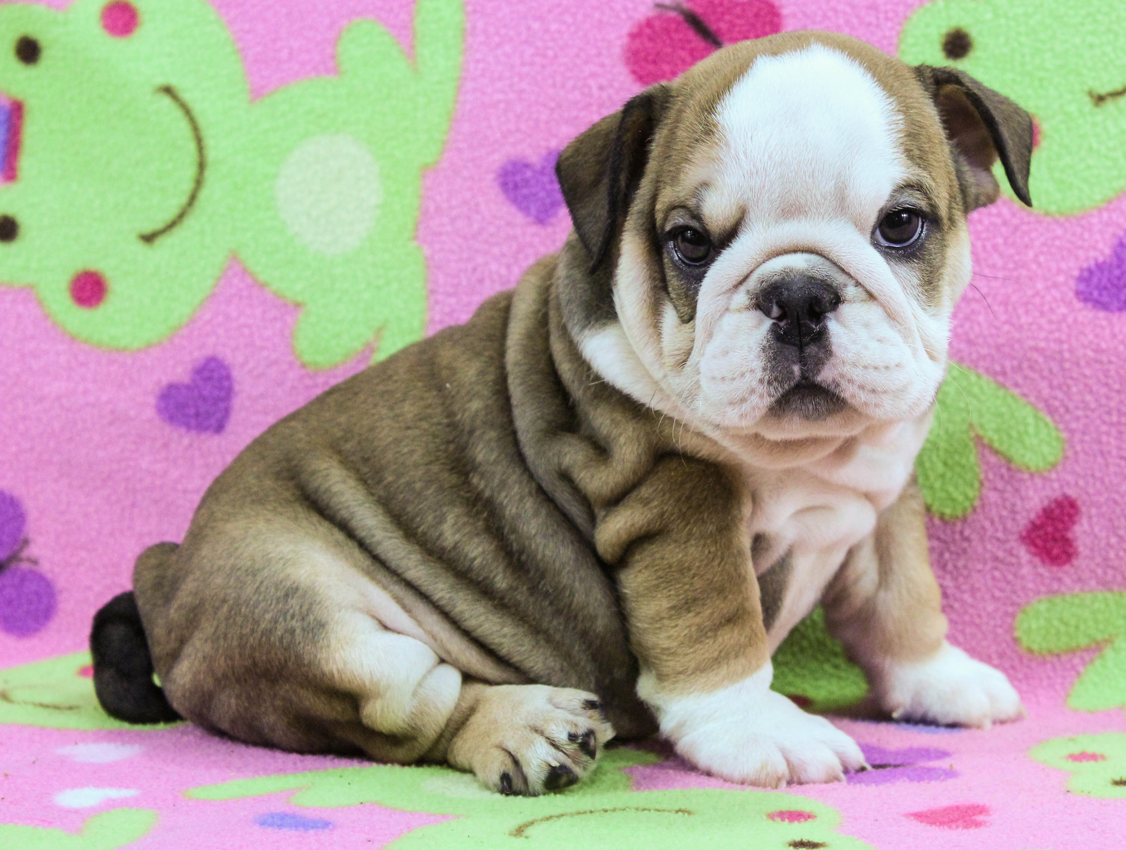 Home of the Smaller AKC English Bulldog Puppies - Newbies