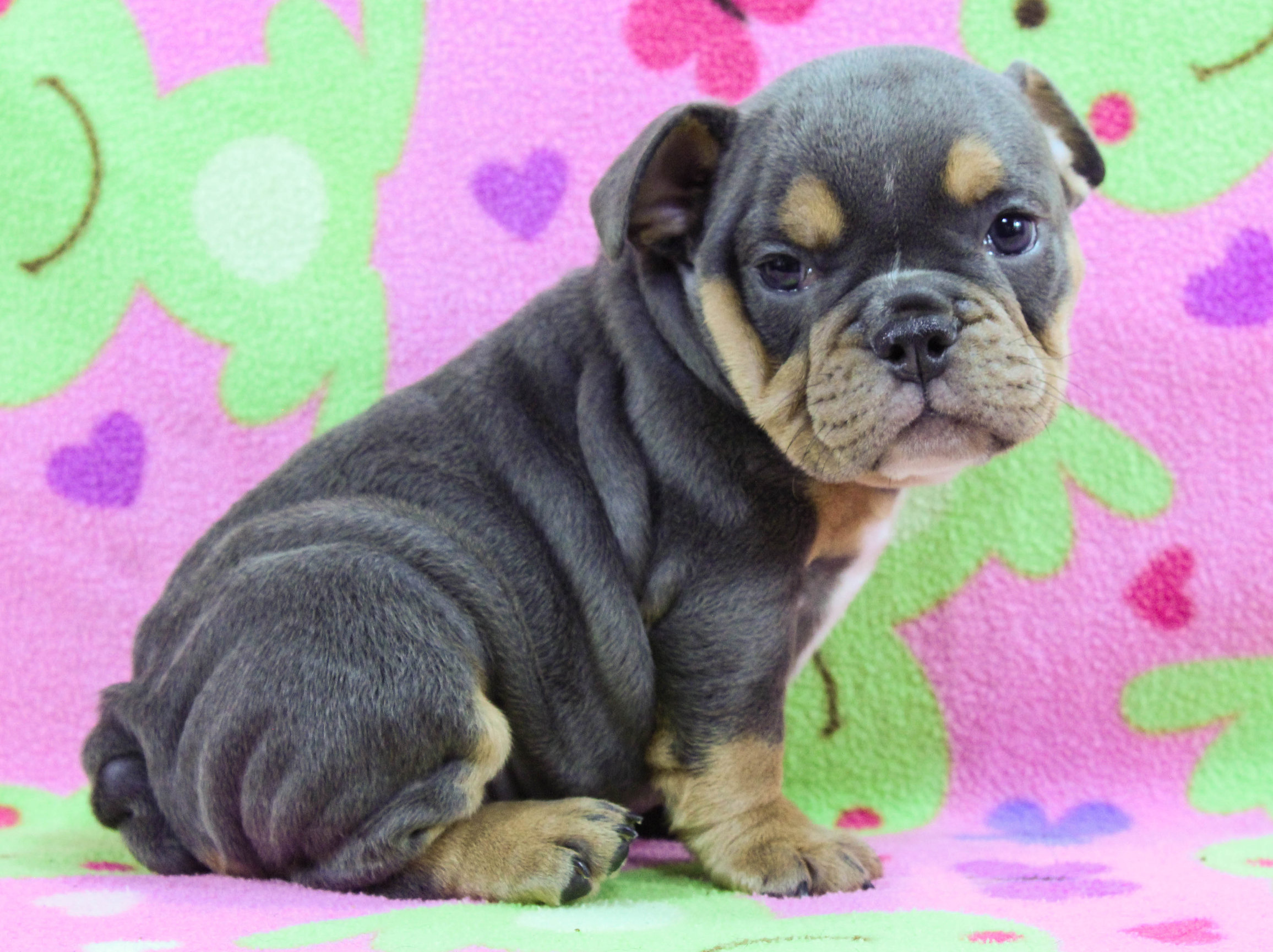 Home of the Smaller AKC English Bulldog Puppies - Newbies