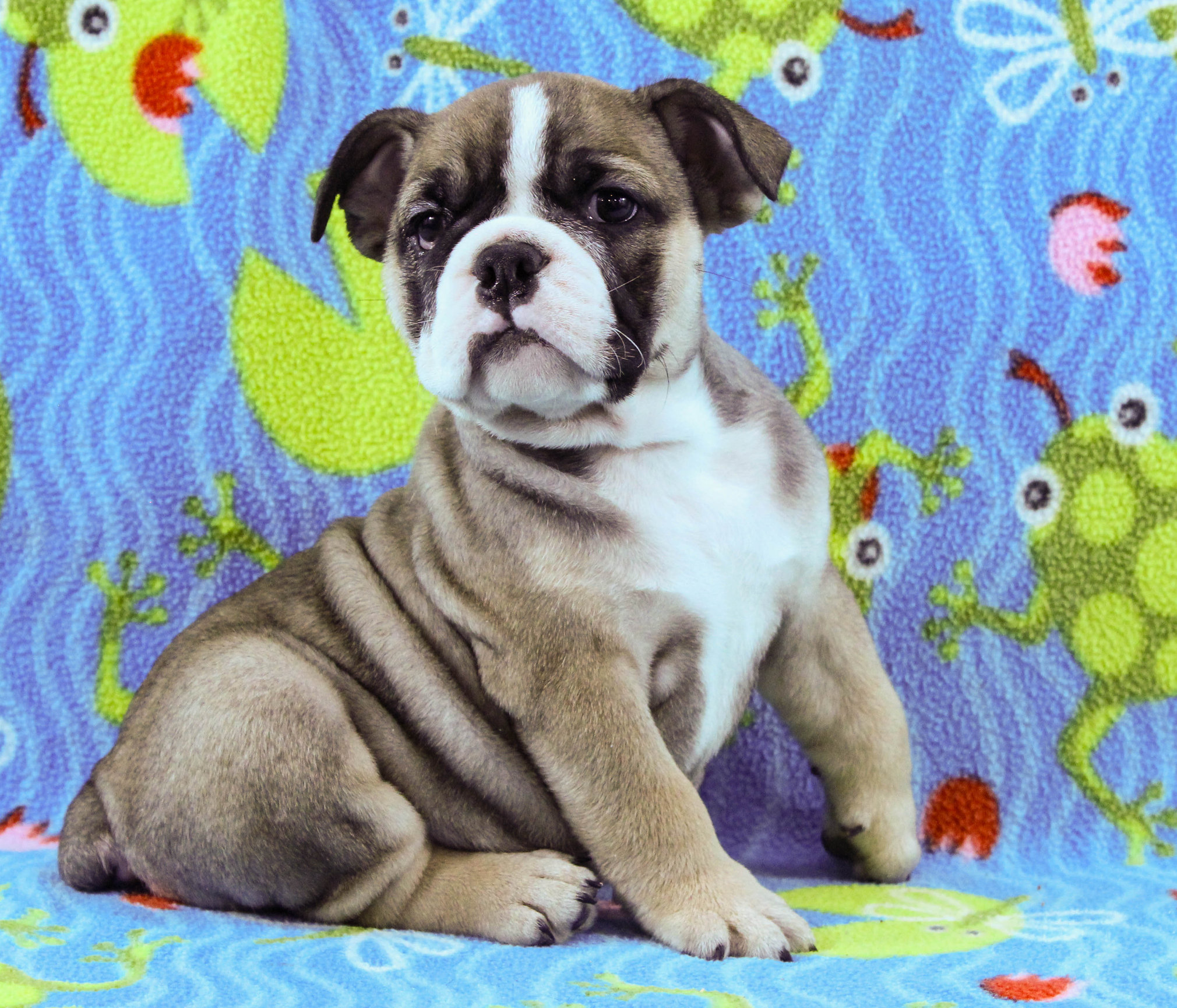 Home of the Smaller AKC English Bulldog Puppies - Newbies